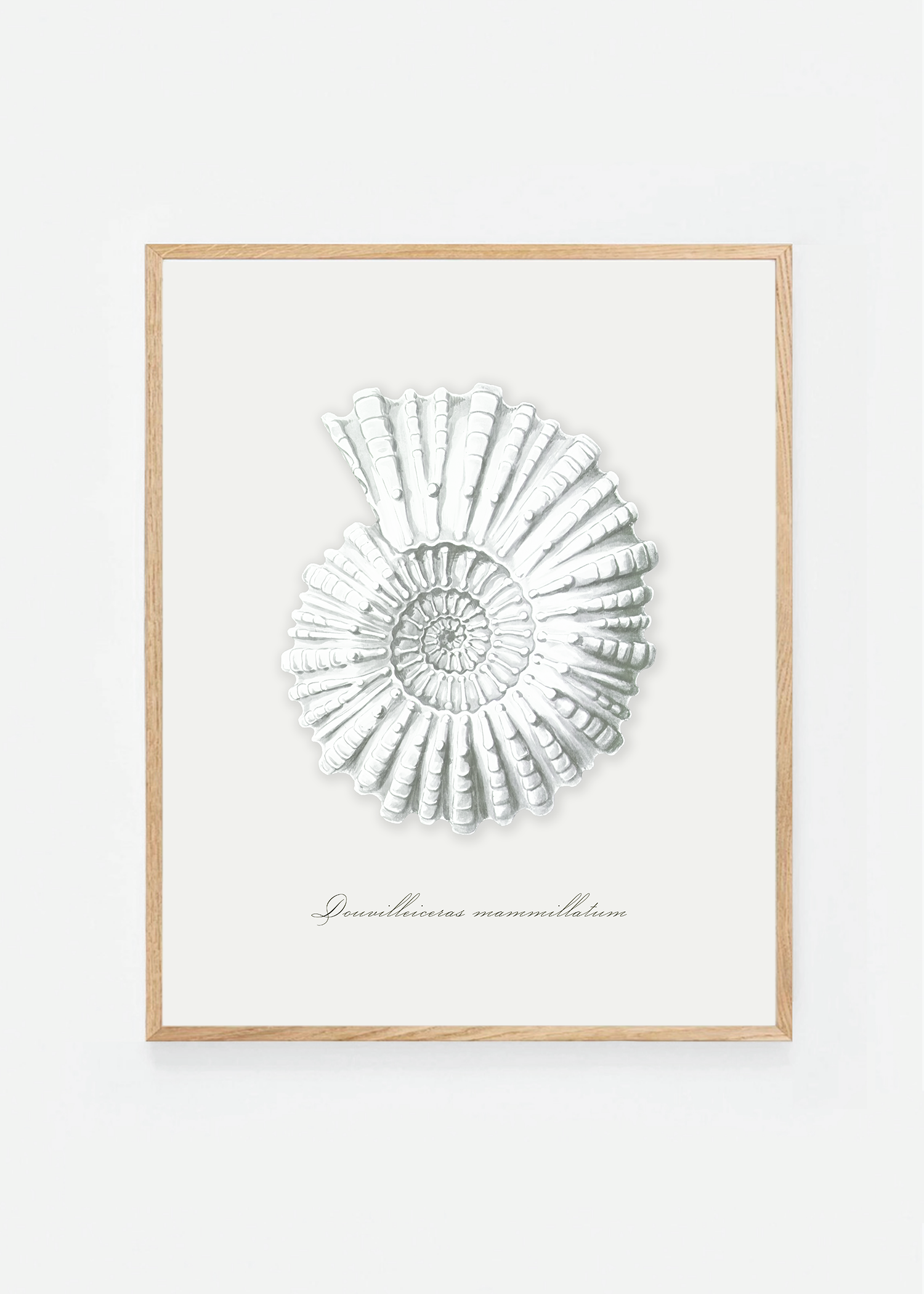 Douvilleiceras mammillatum