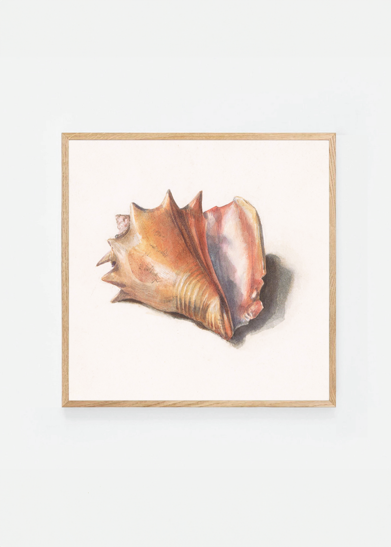 Shell IV