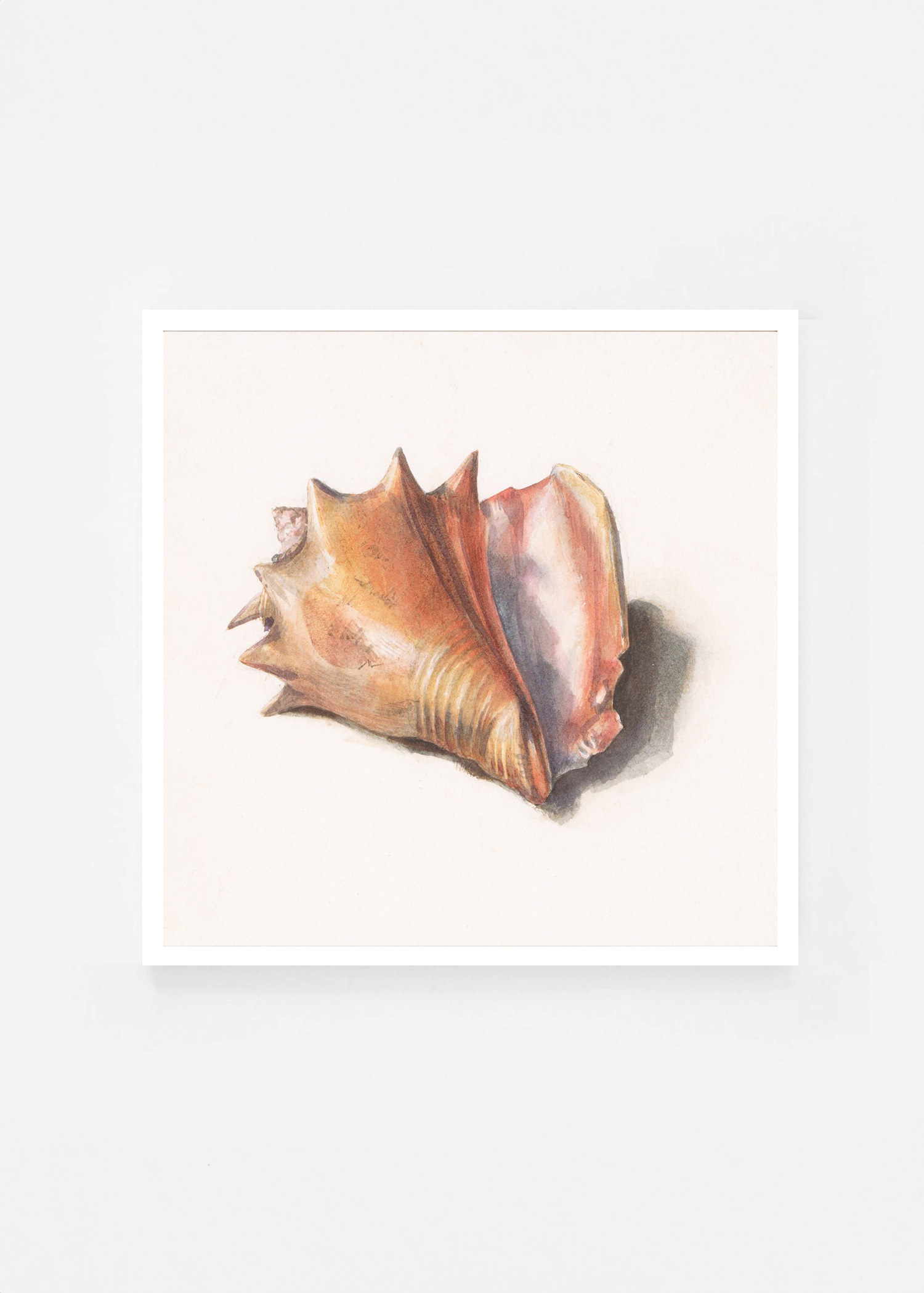 Shell IV