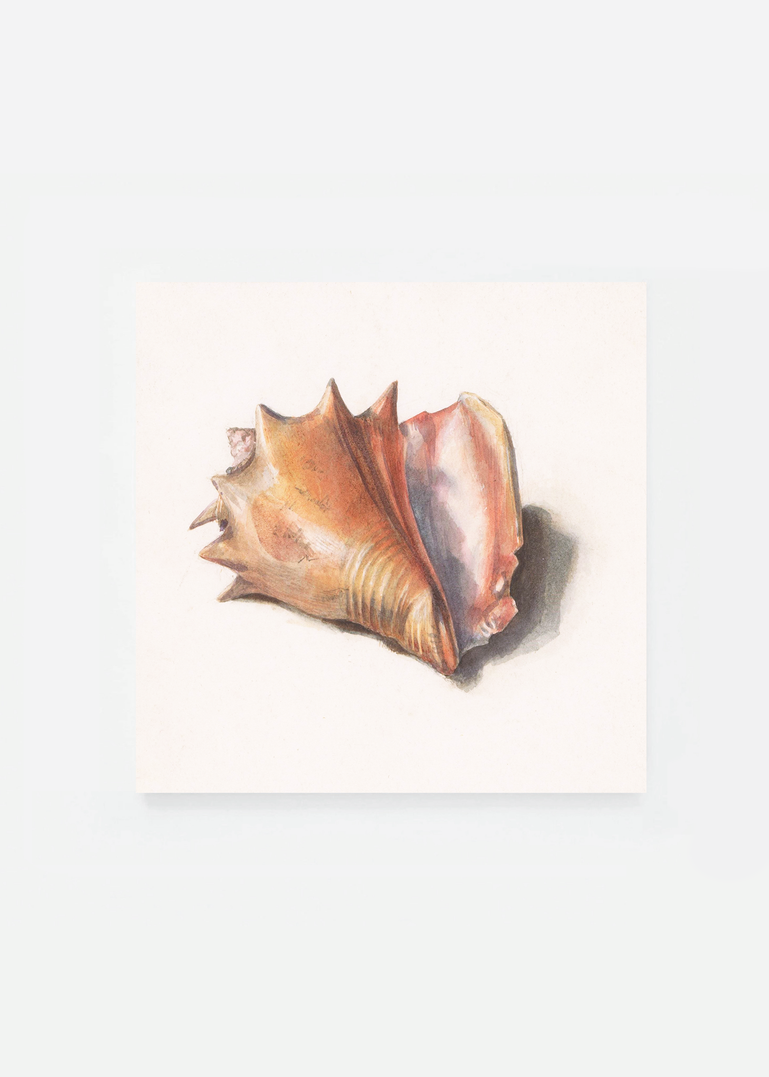 Shell IV