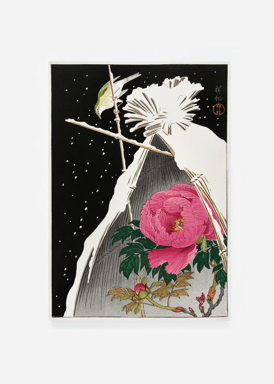 Siberian bluechat next to a peony in the snow