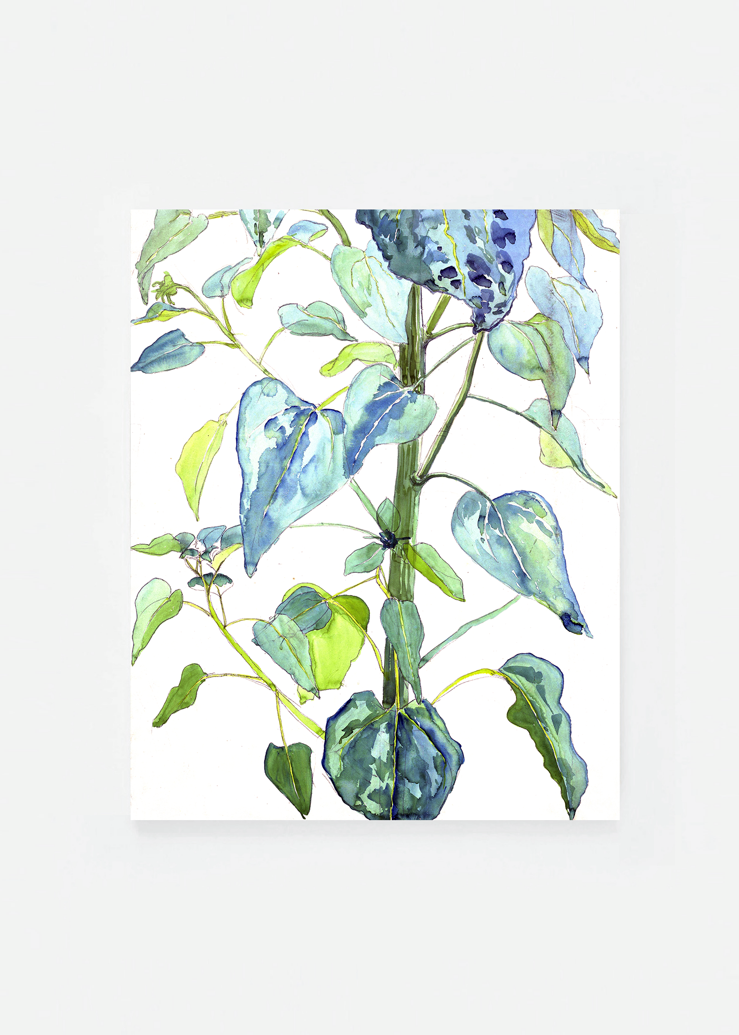Stalk and Leaves of a Sunflower