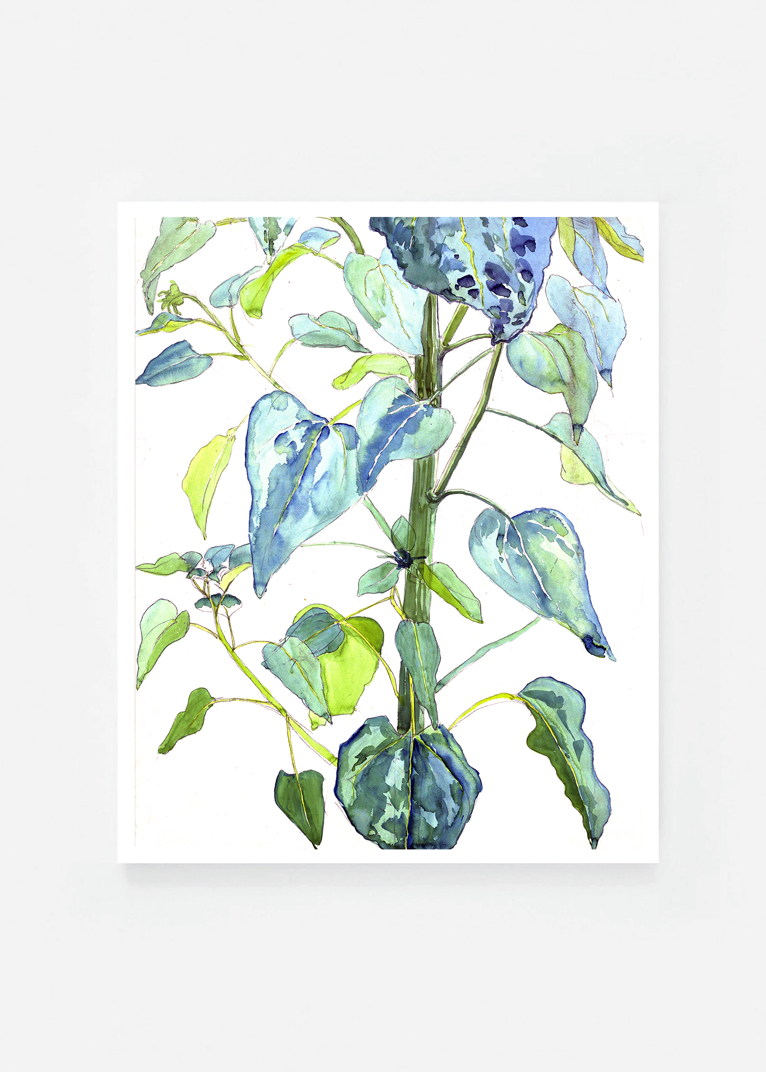 Stalk and Leaves of a Sunflower