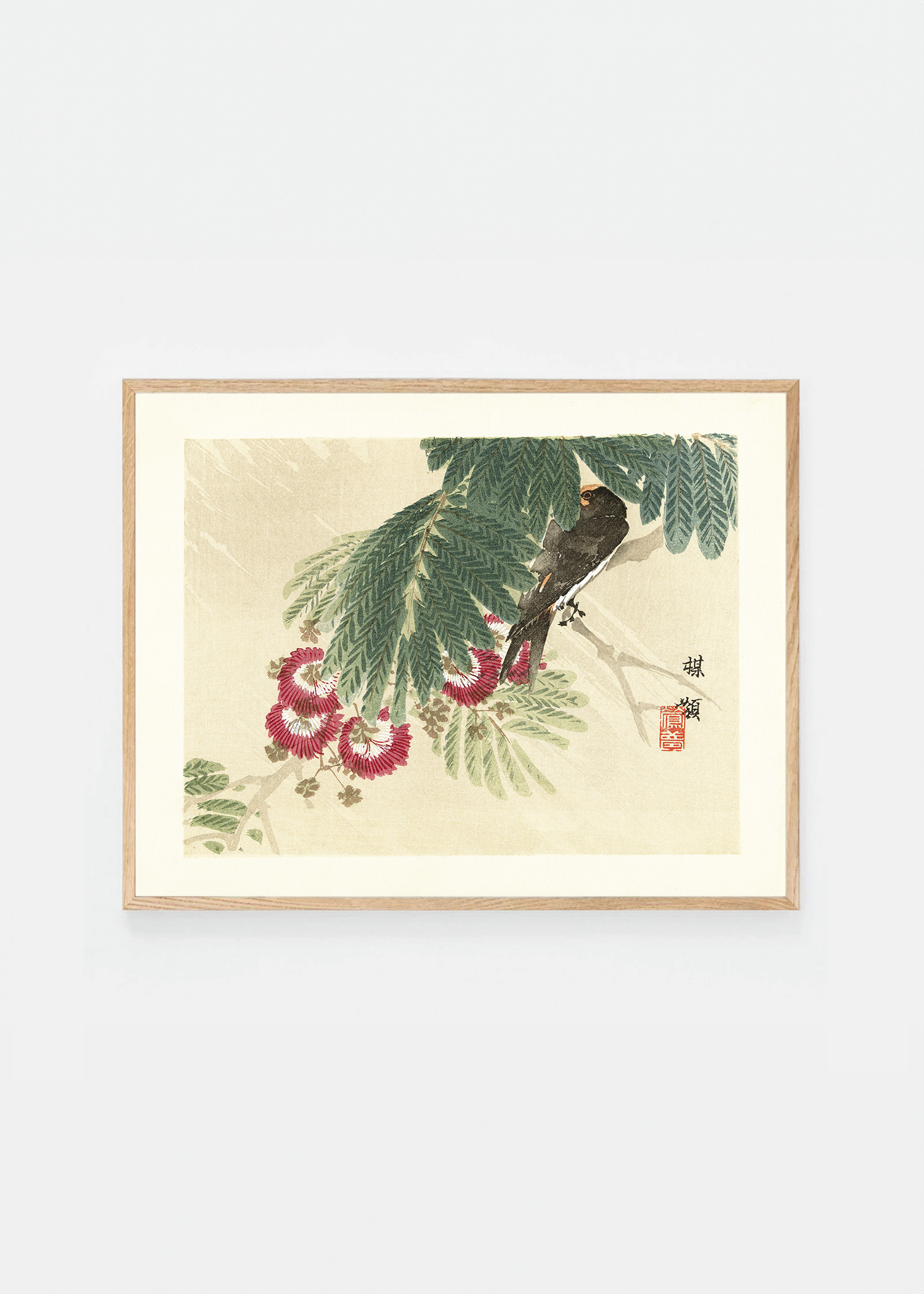 Swallow