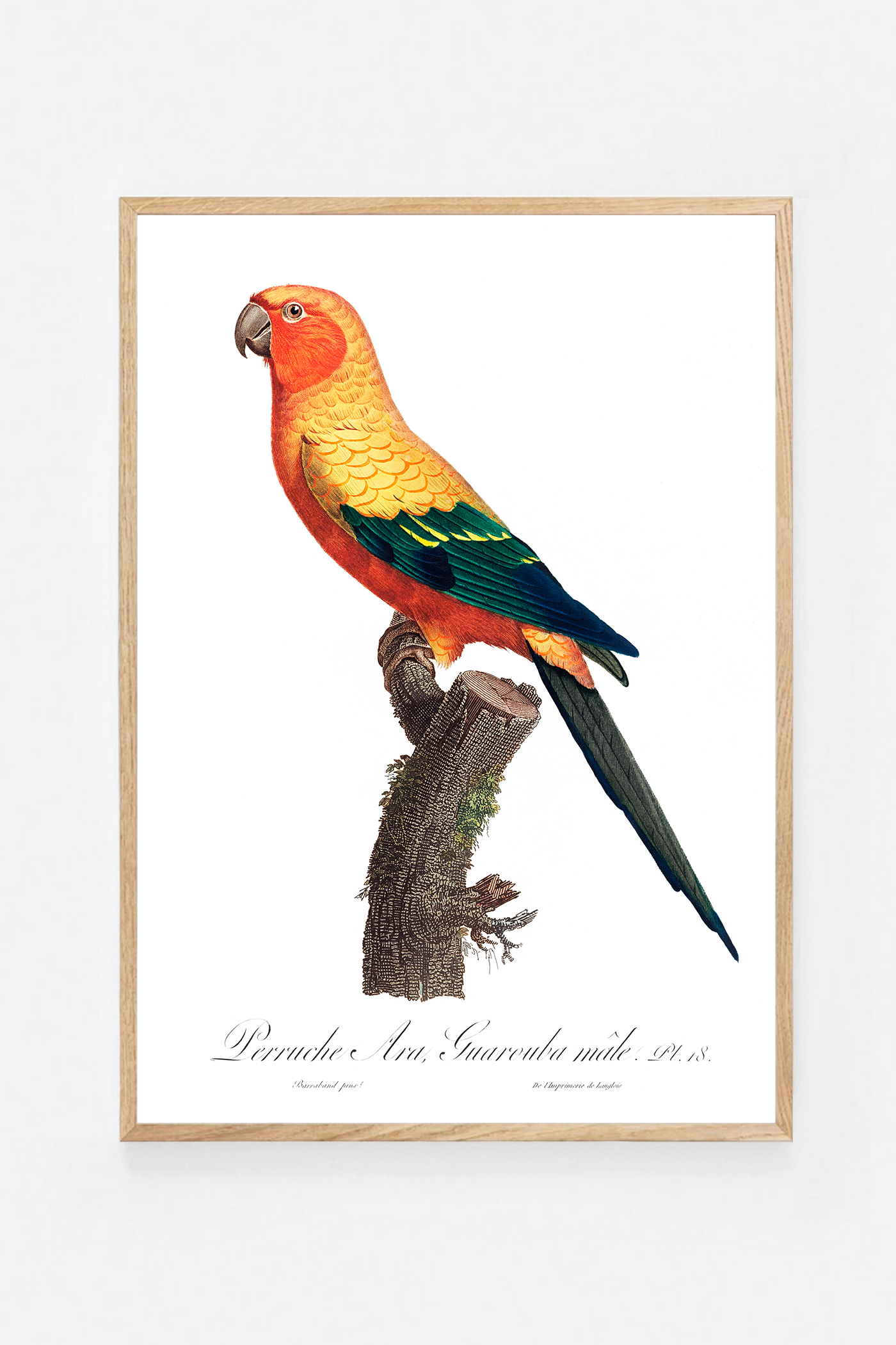 The Sun Parakeet