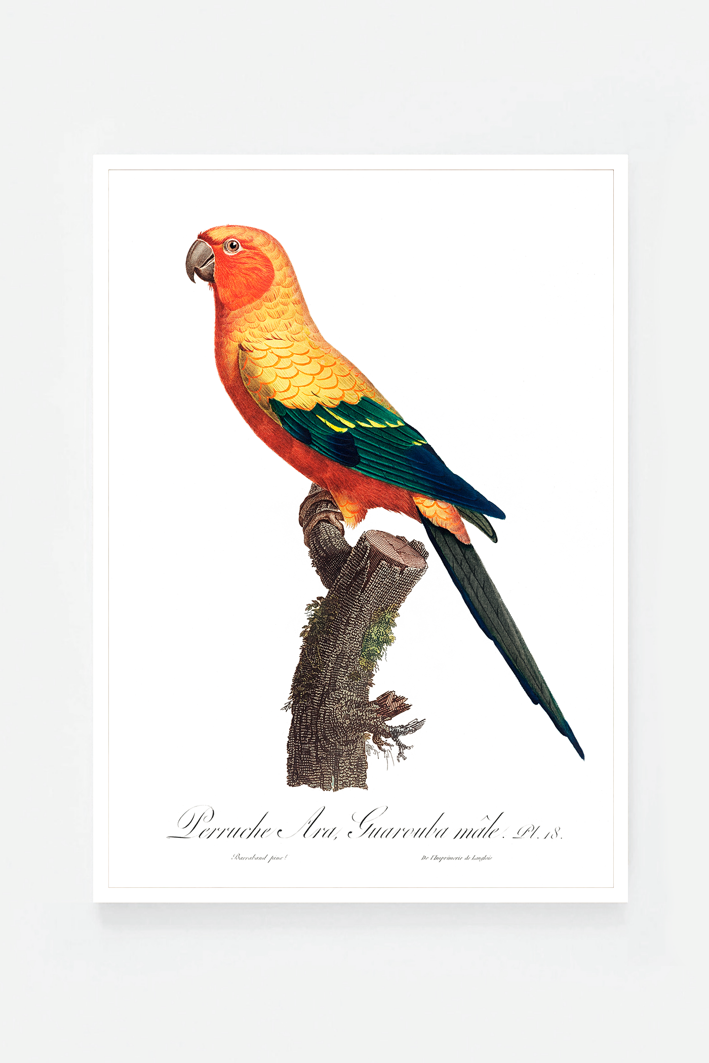 The Sun Parakeet