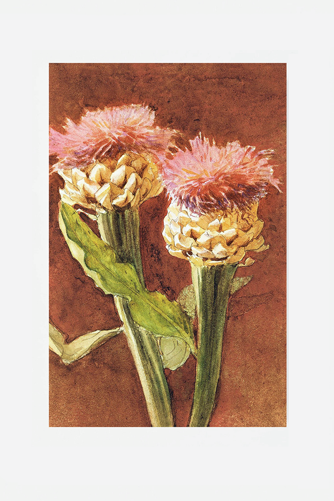 Thistle