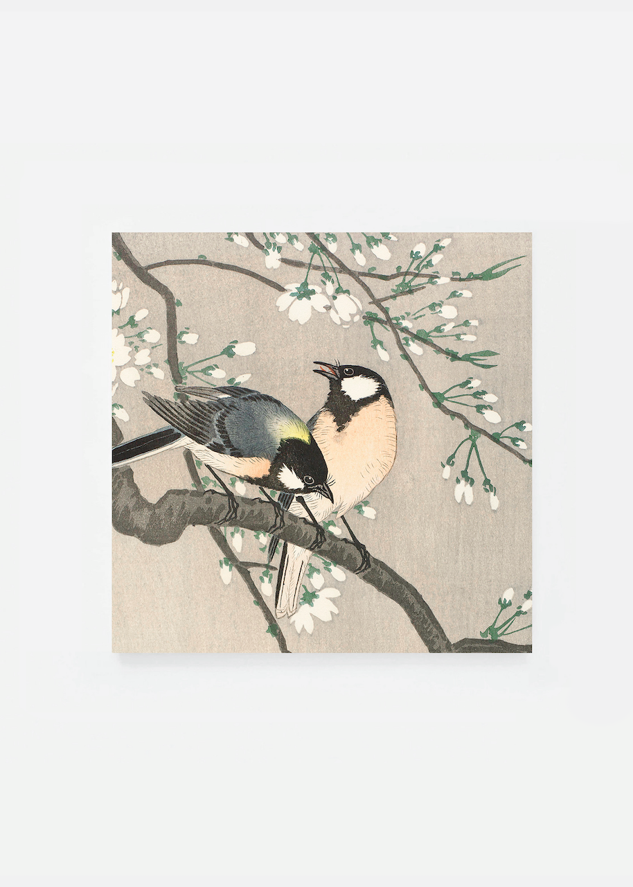 Tits on cherry branch