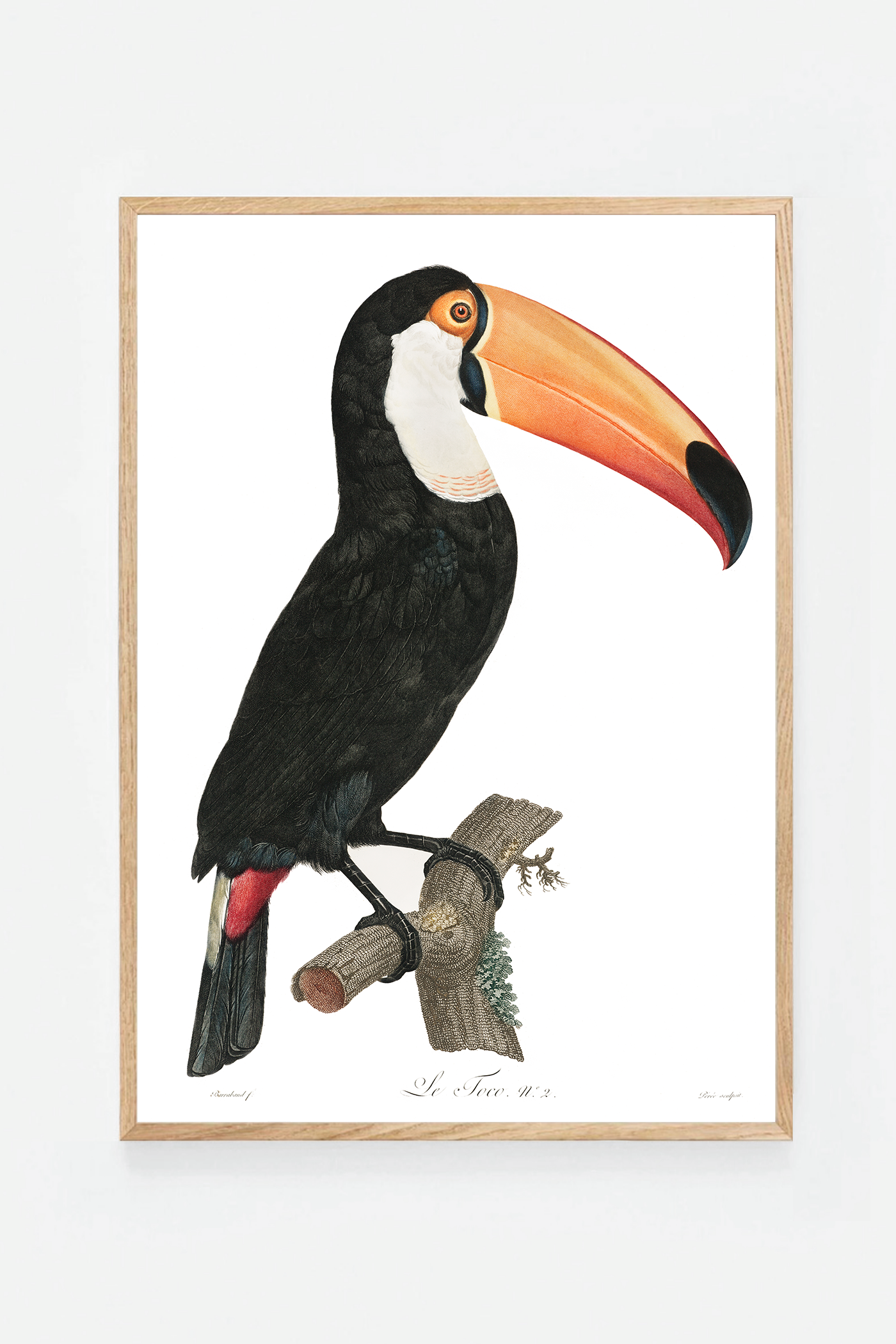 Toco toucan
