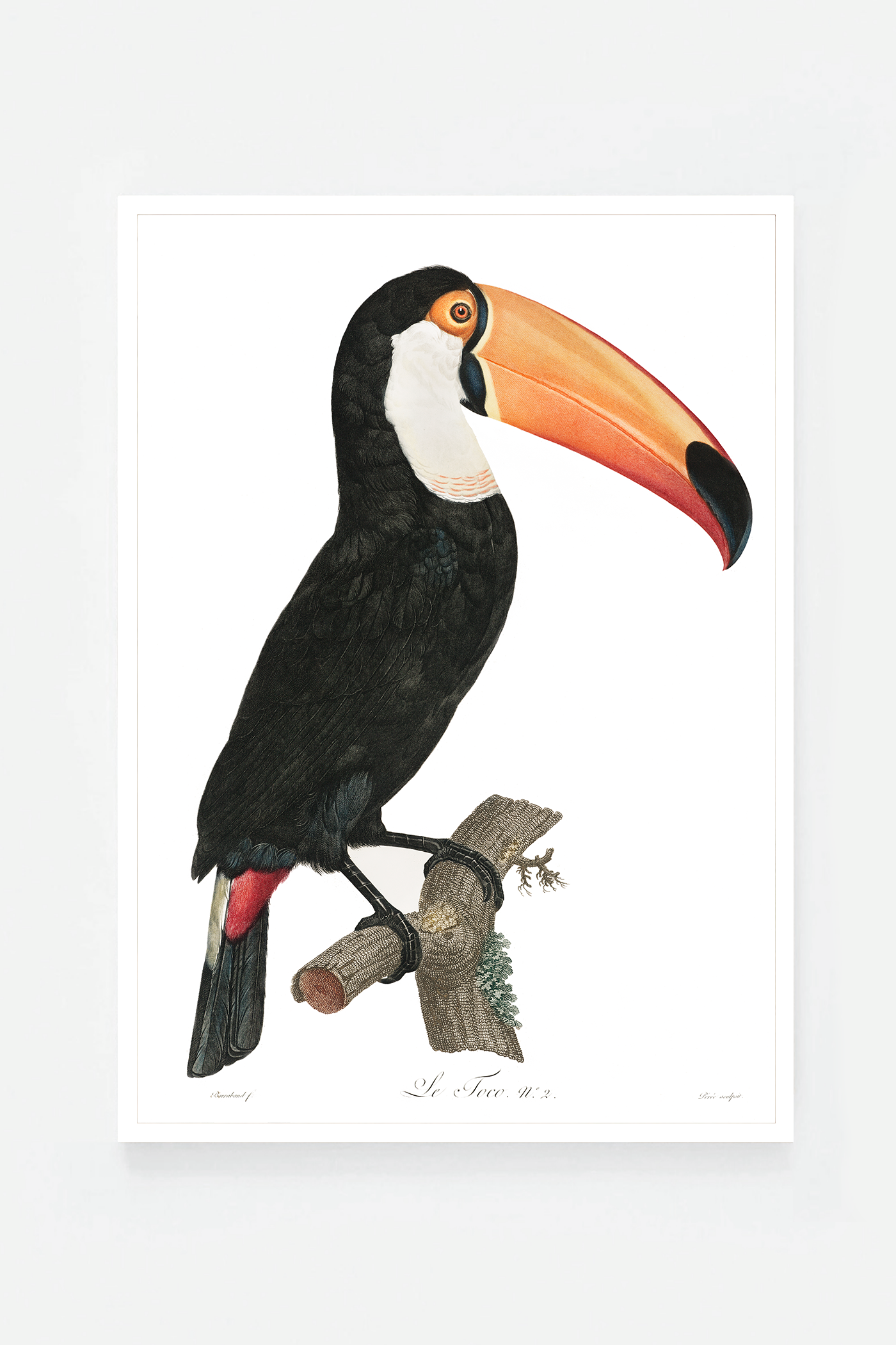 Toco toucan
