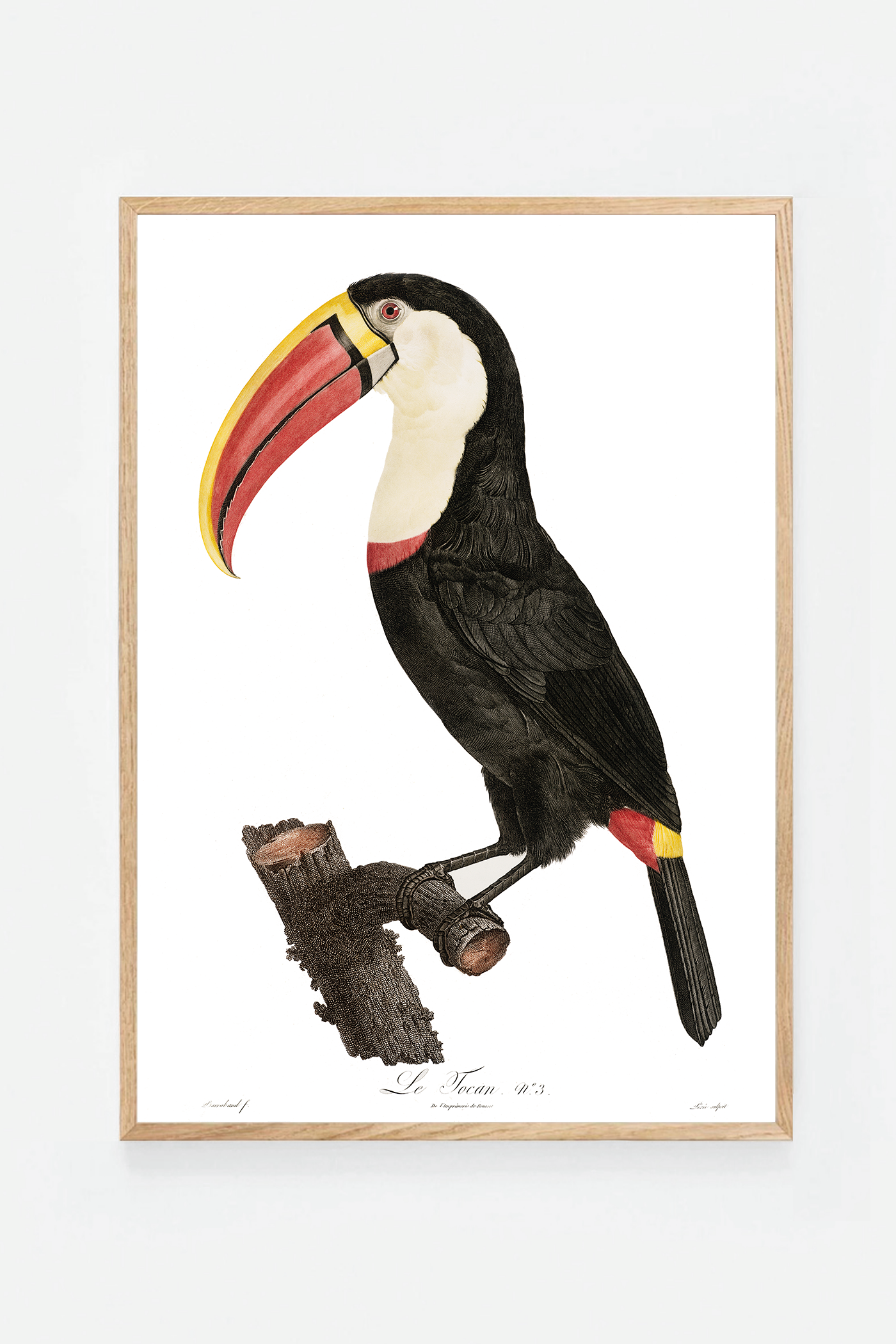 Toucan