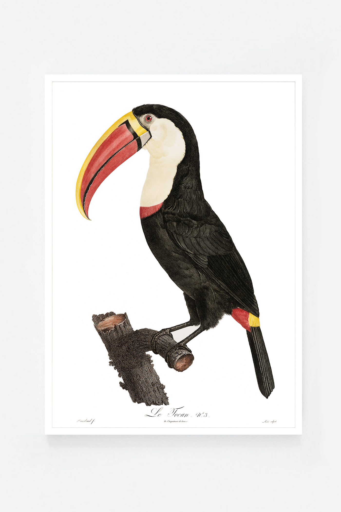 Toucan