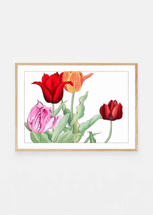 Tulip