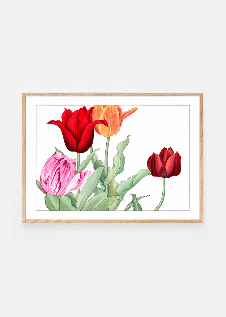 Tulip