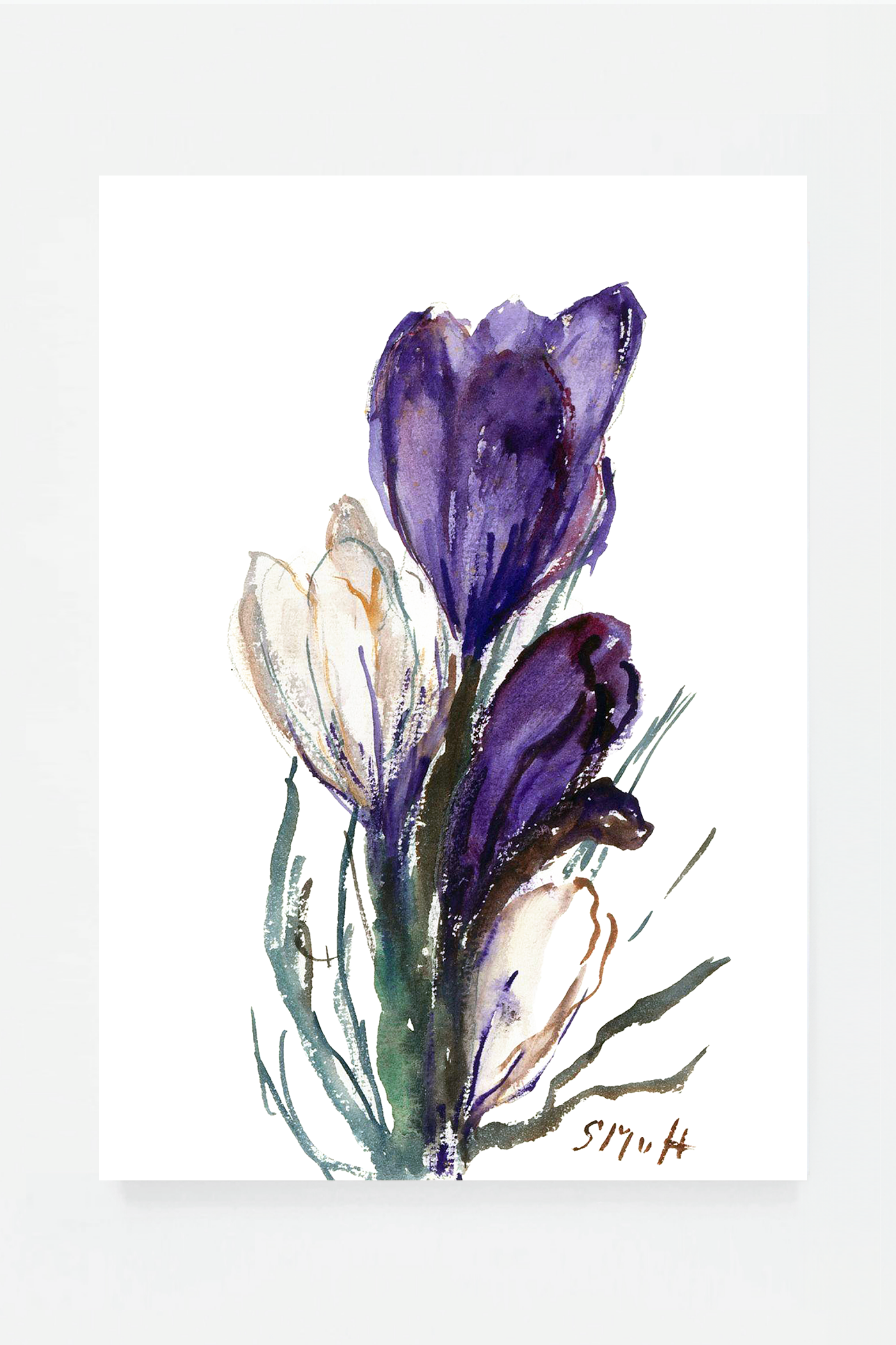 Tulip III