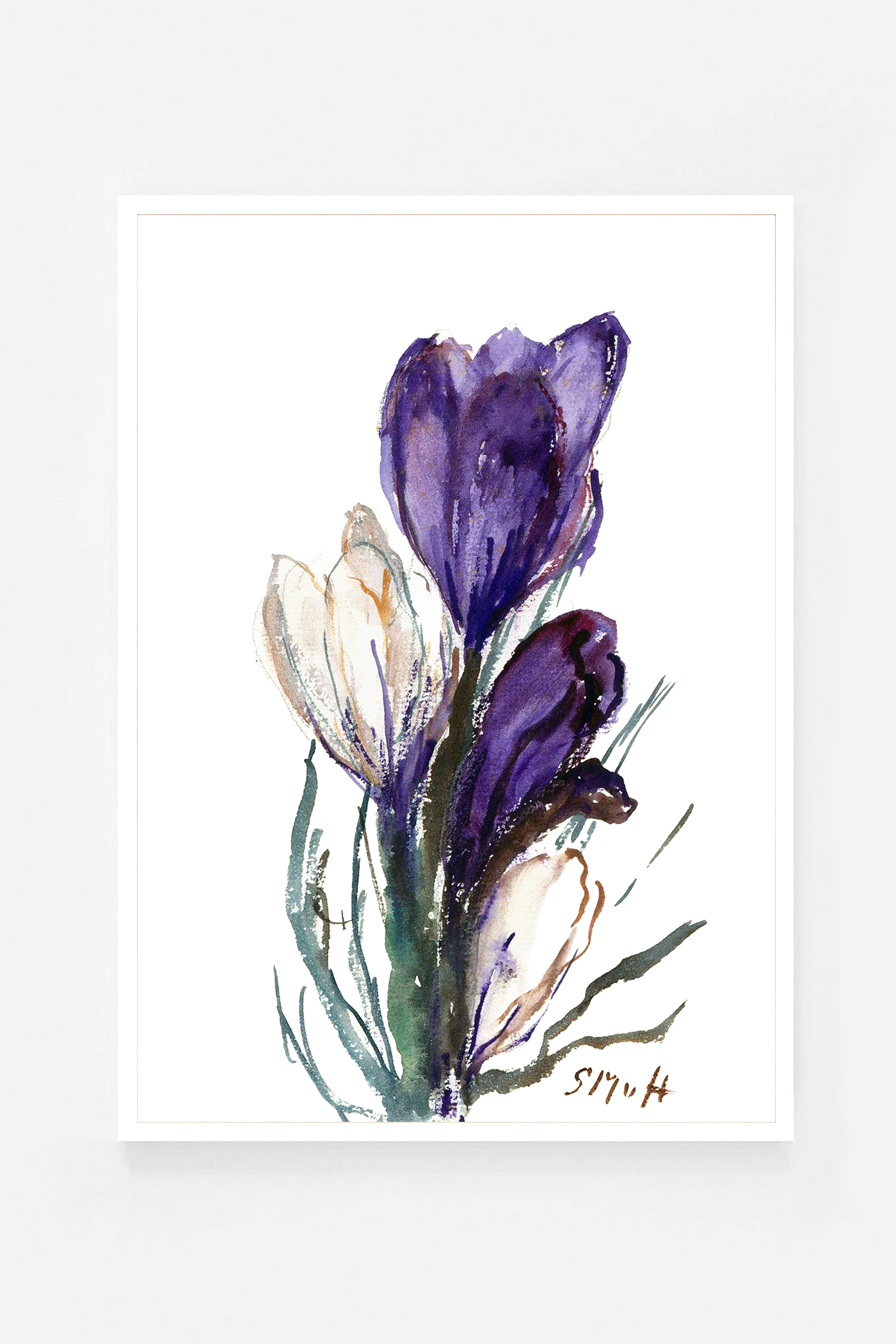 Tulip III
