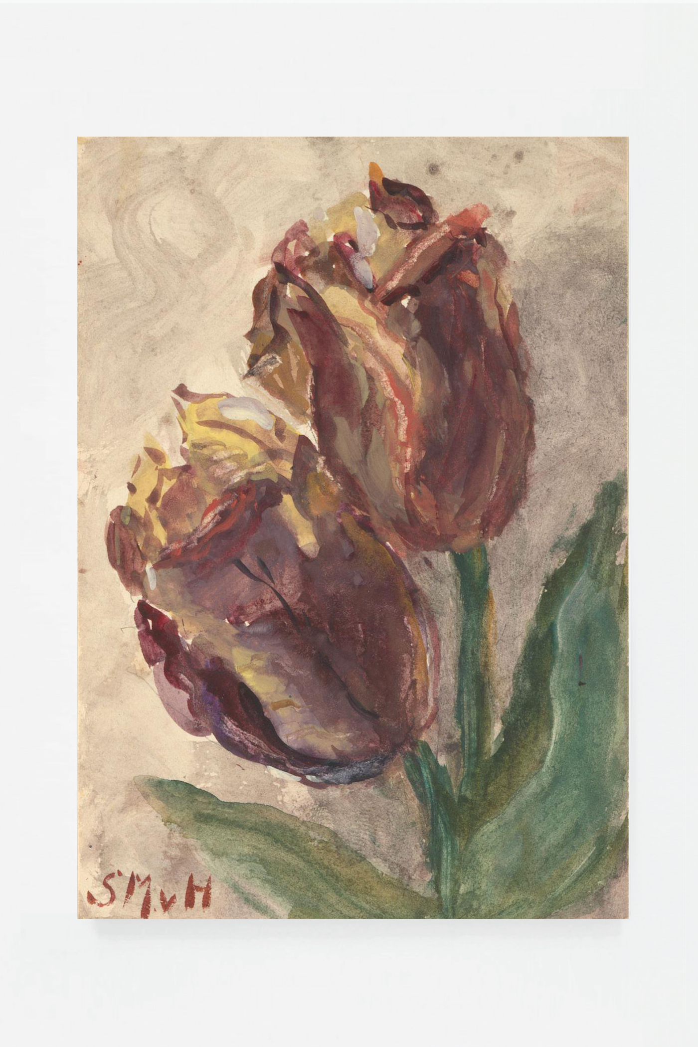 Tulip II