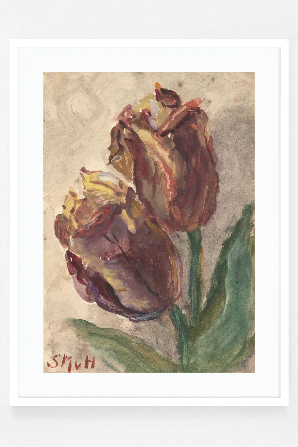 Tulip II