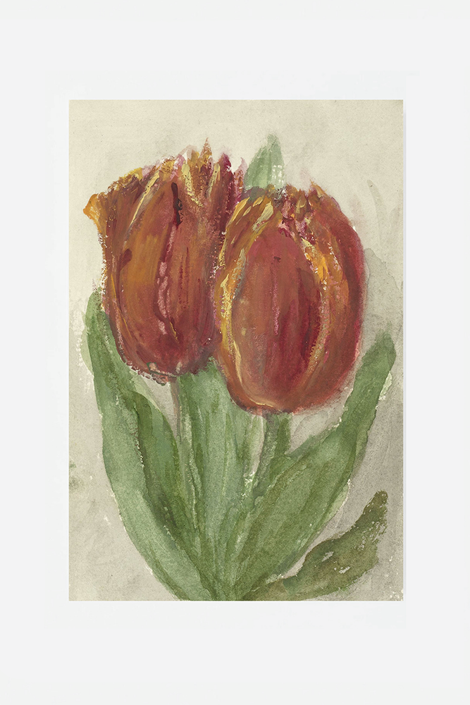 Tulip