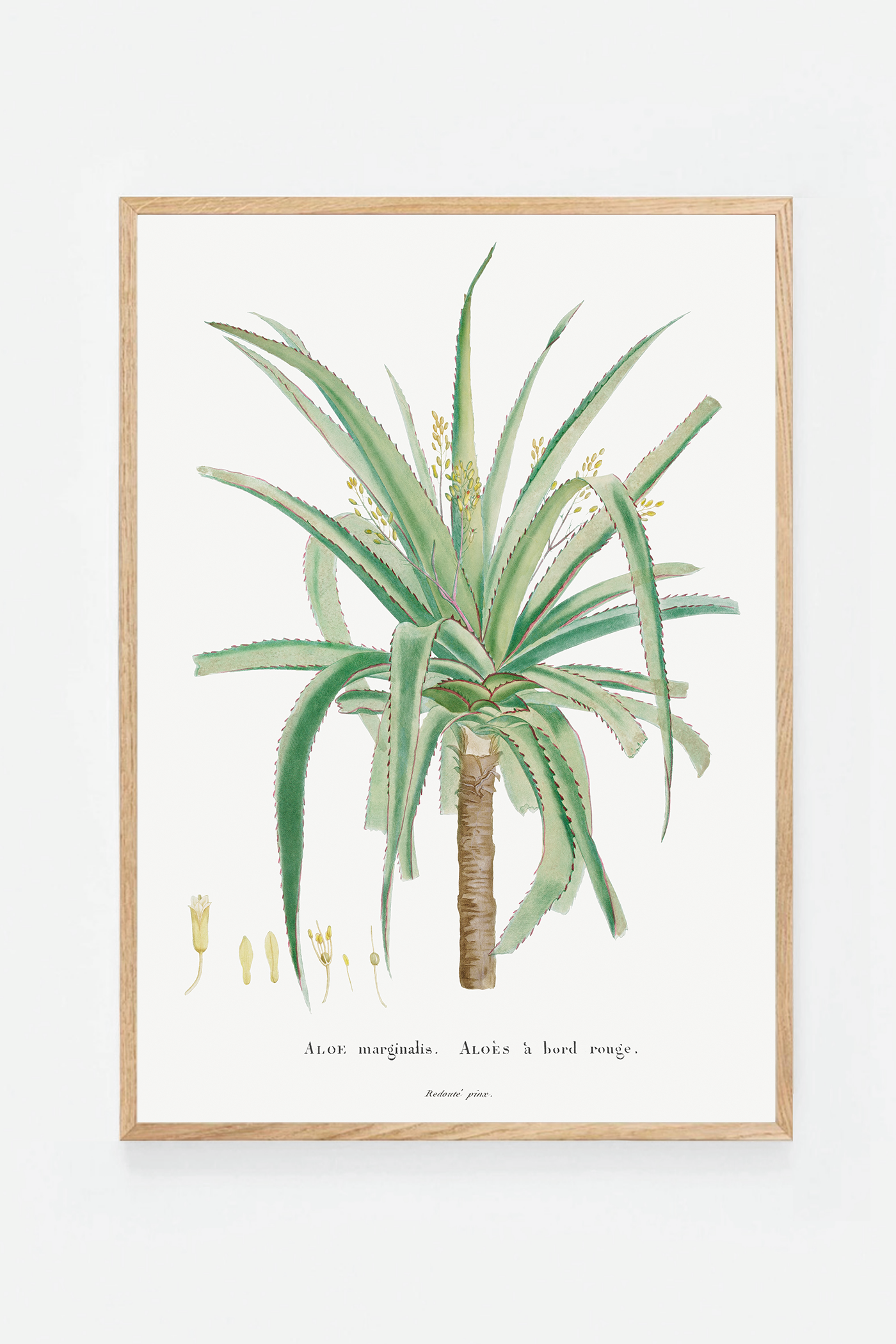 Aloe
