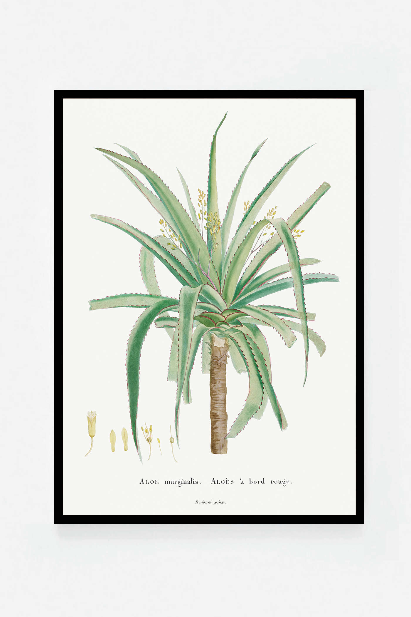 Aloe