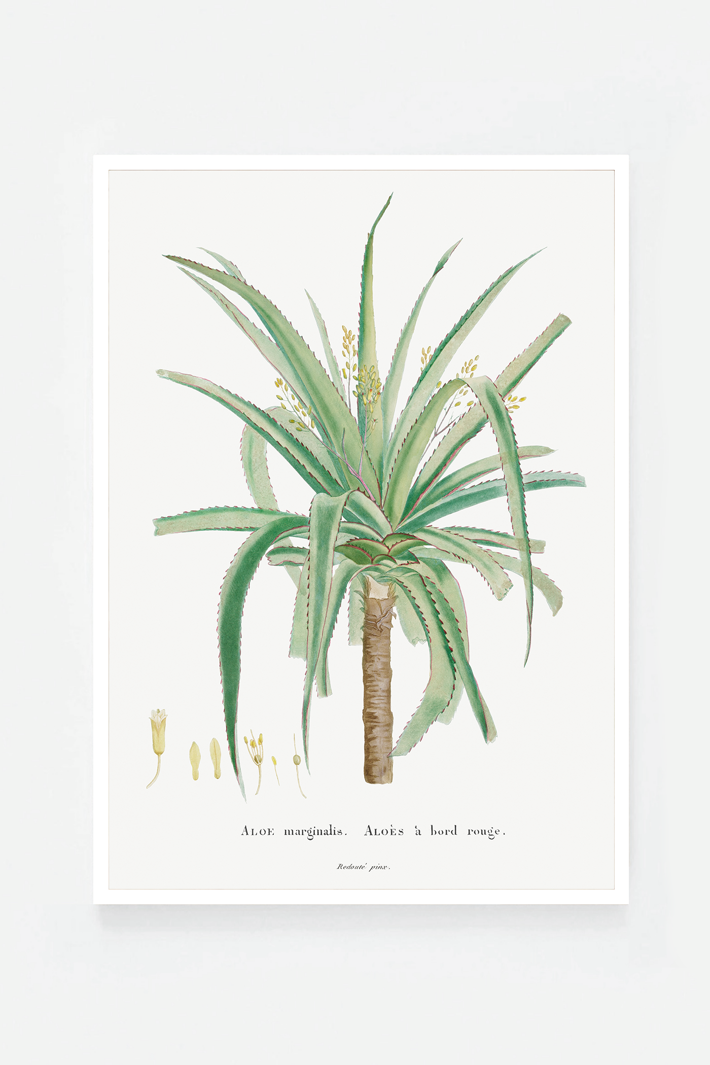 Aloe