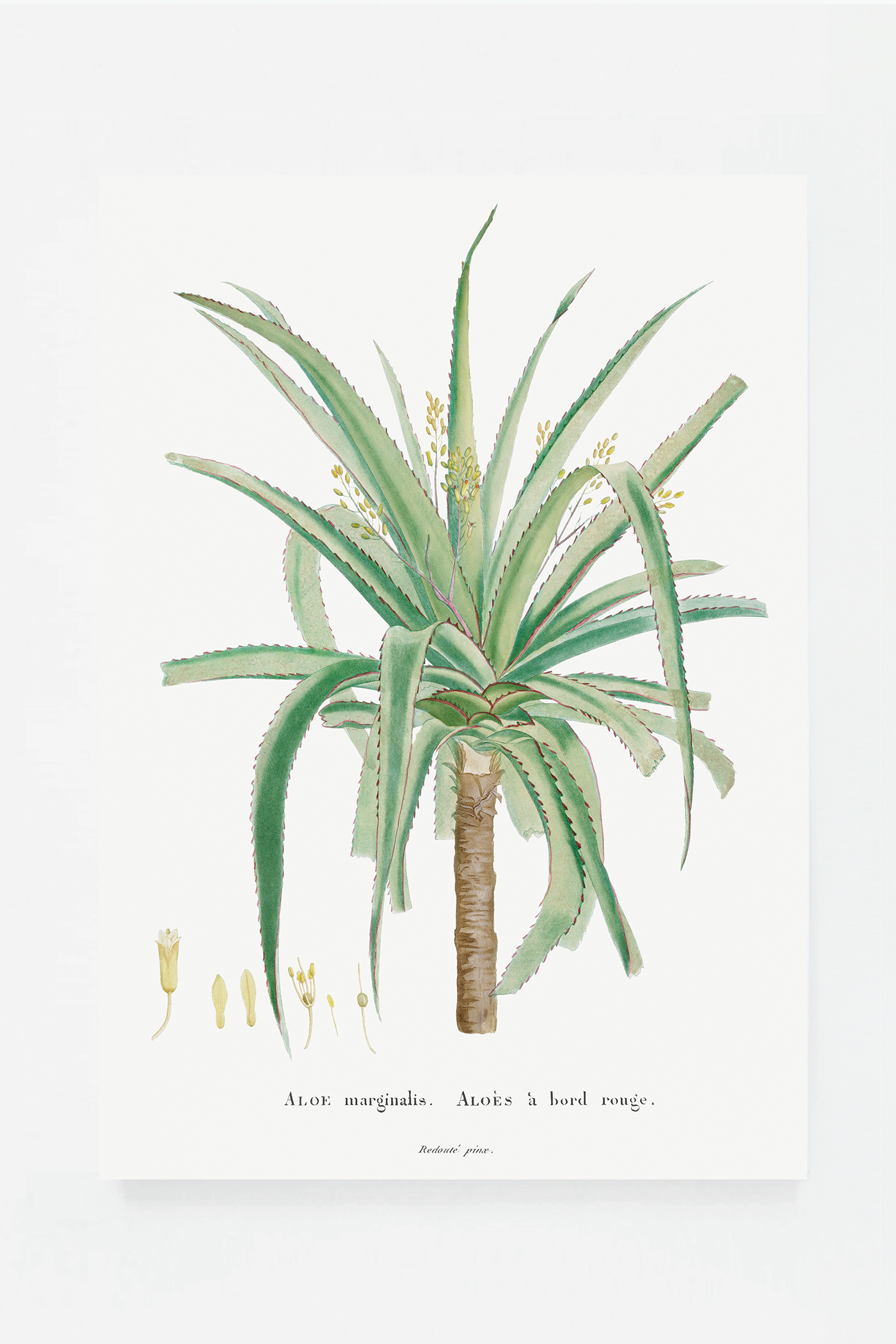 Aloe