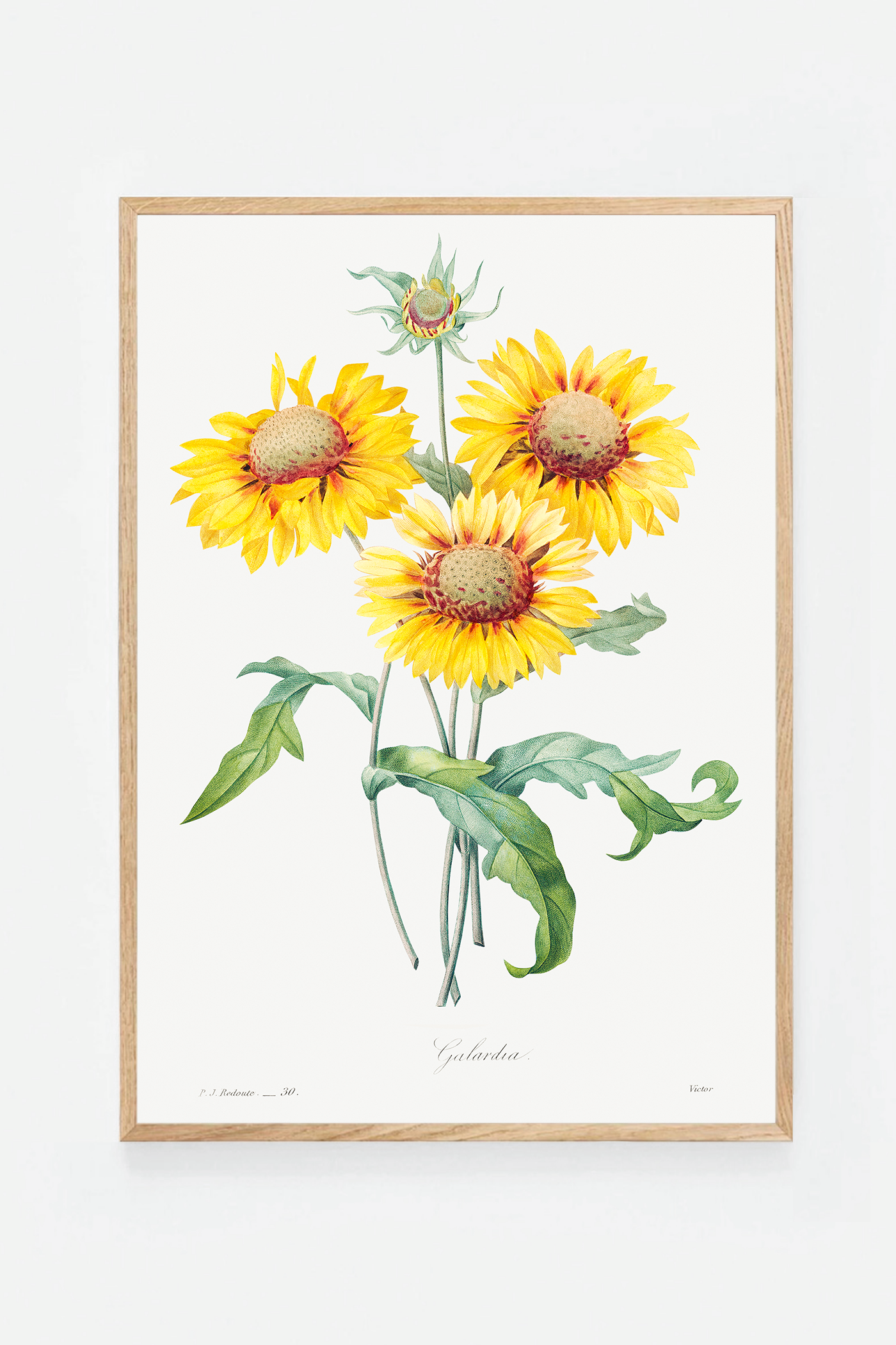 Blanket flower