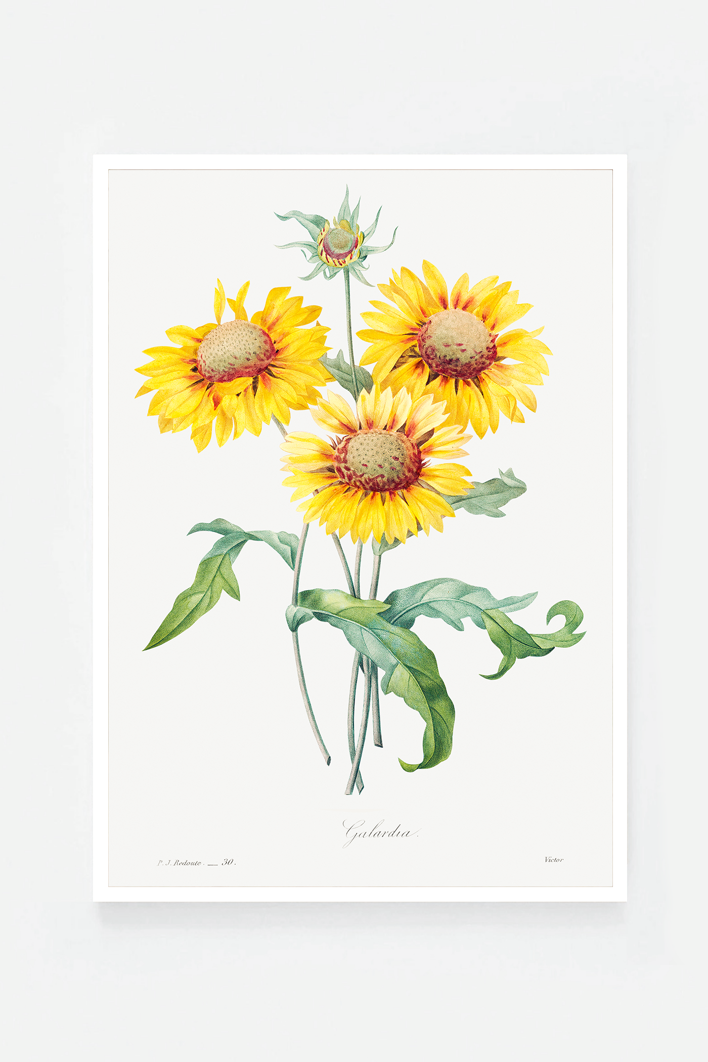 Blanket flower