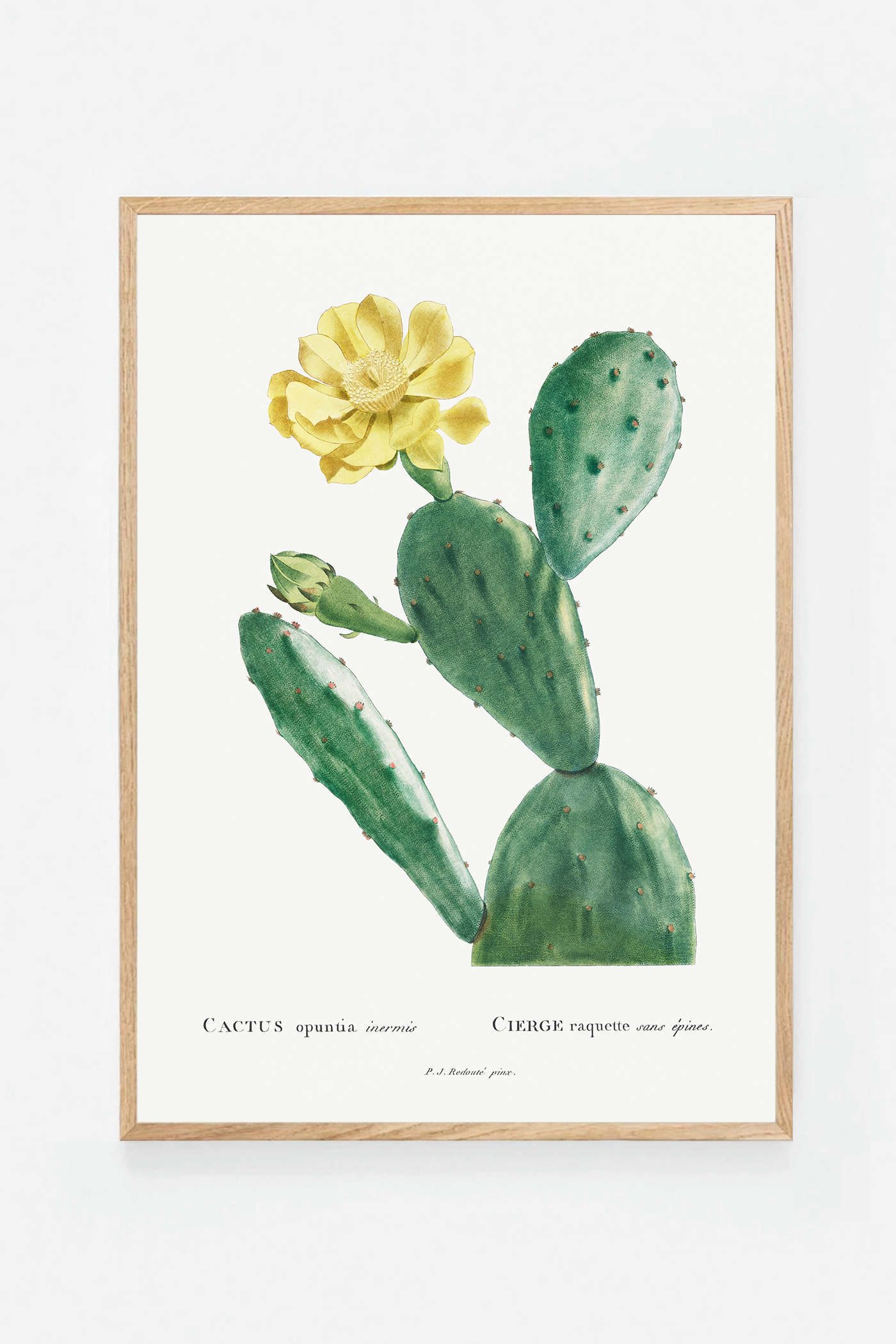 Cactus