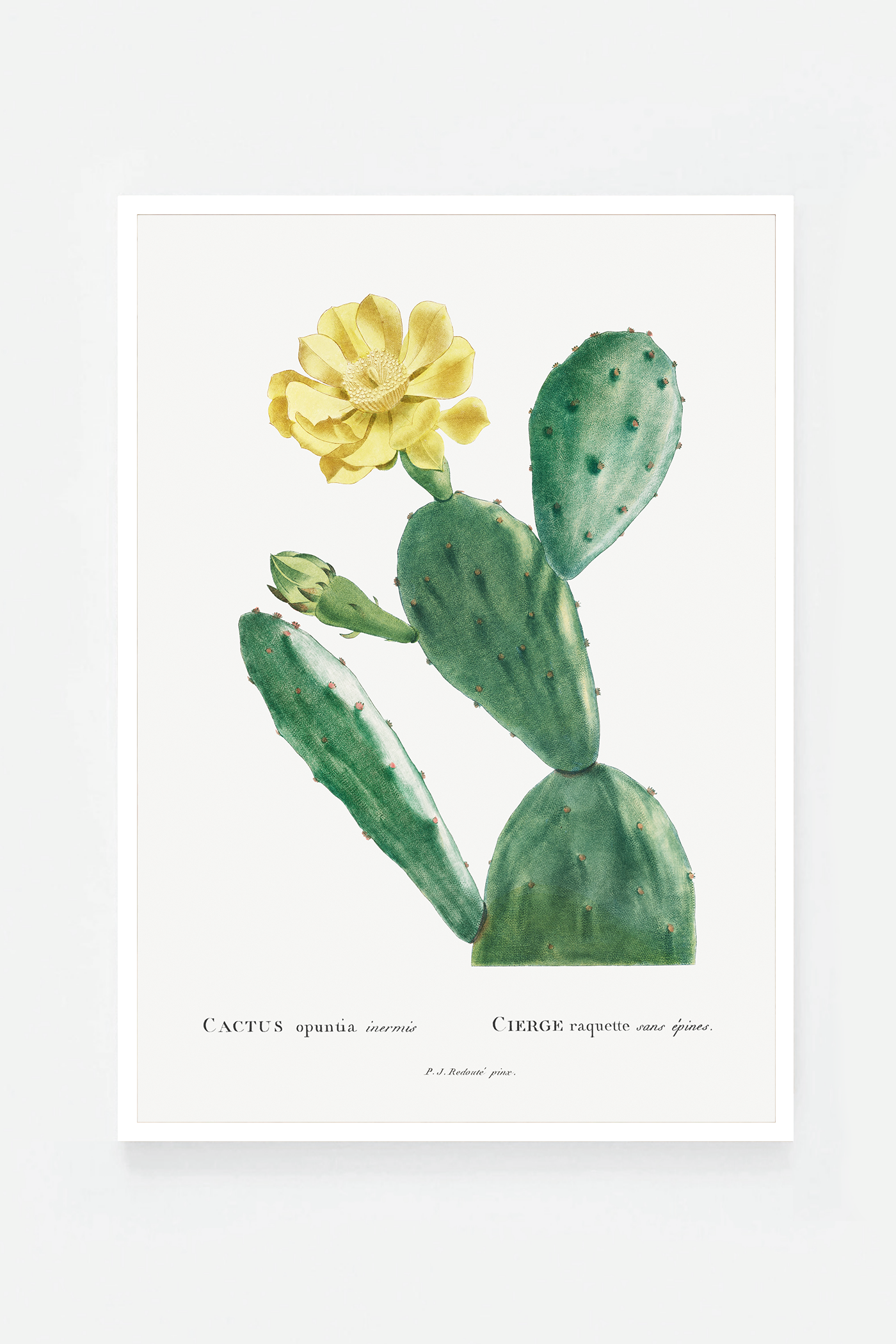 Cactus