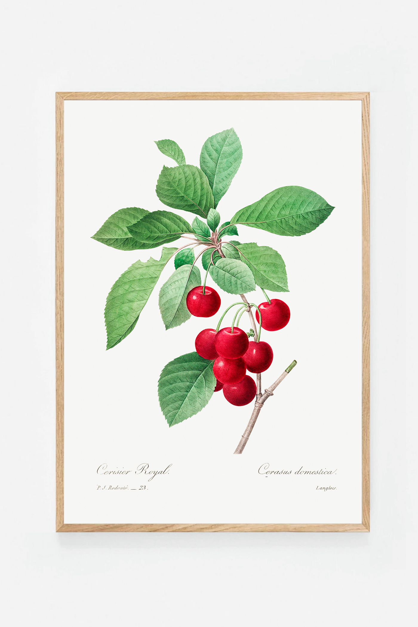 Cherries