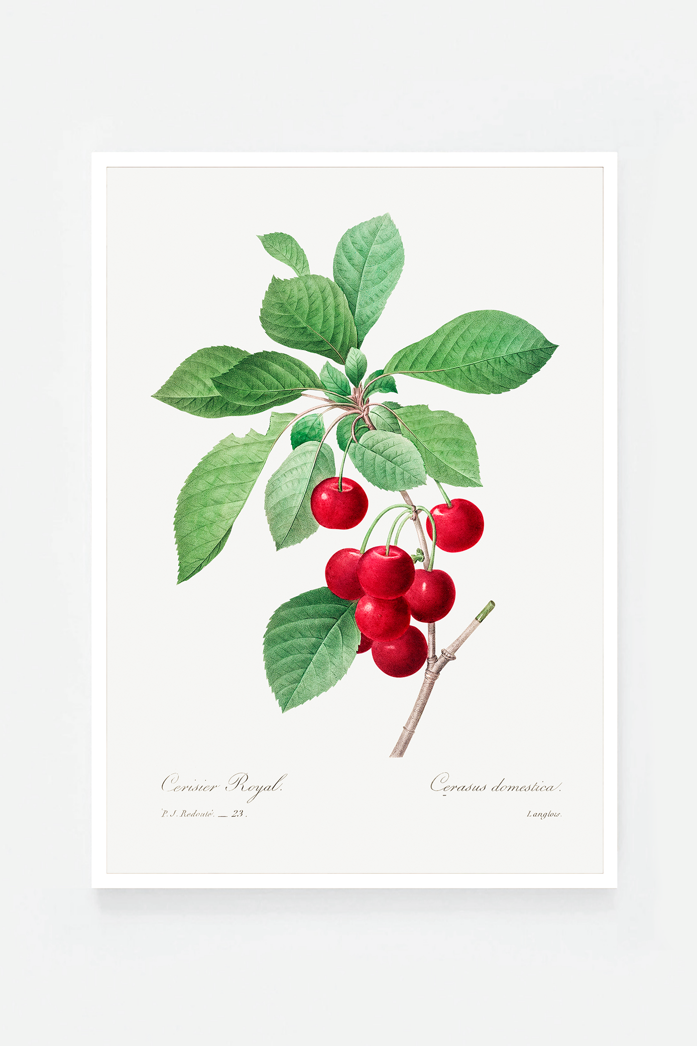 Cherries