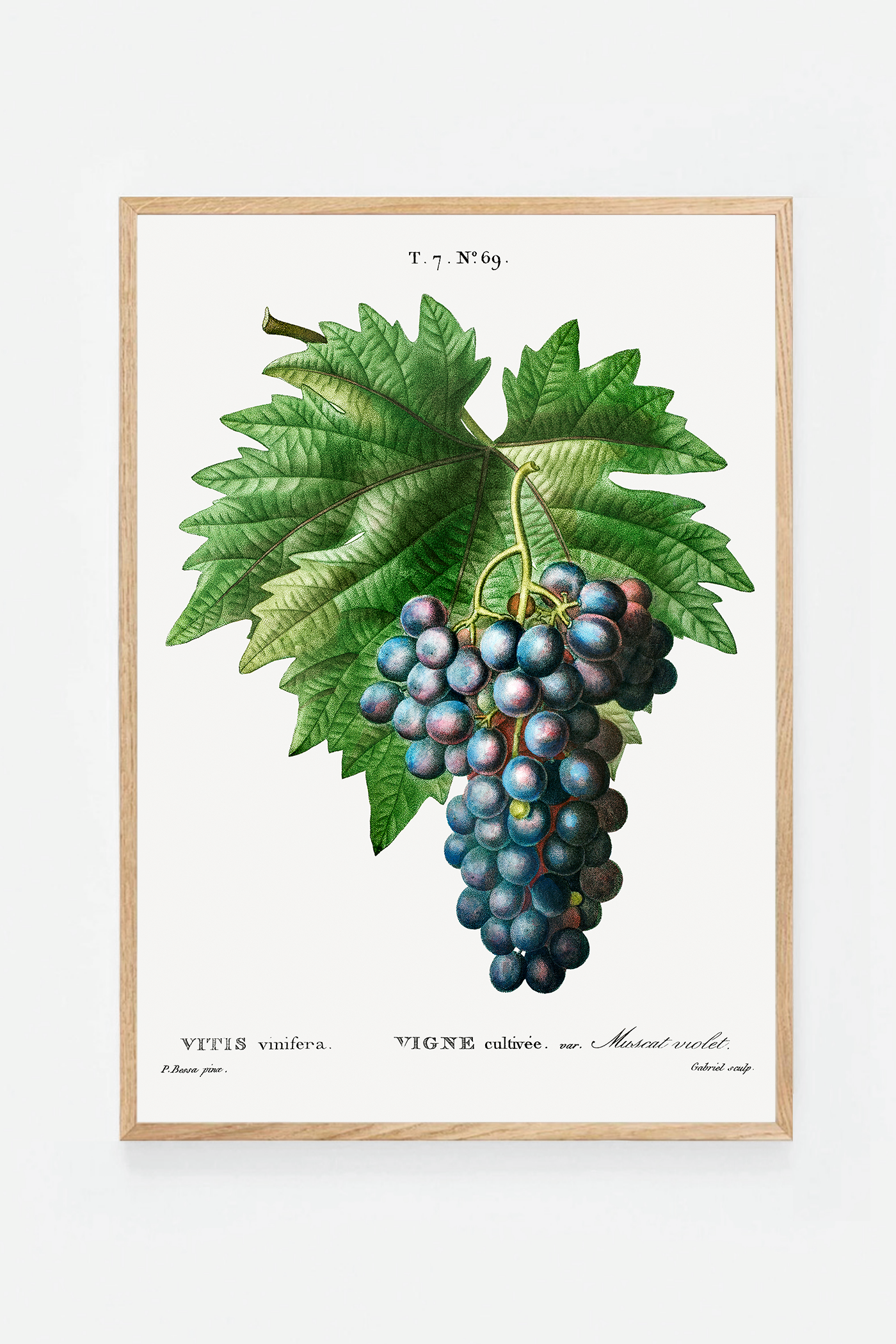 Grape II