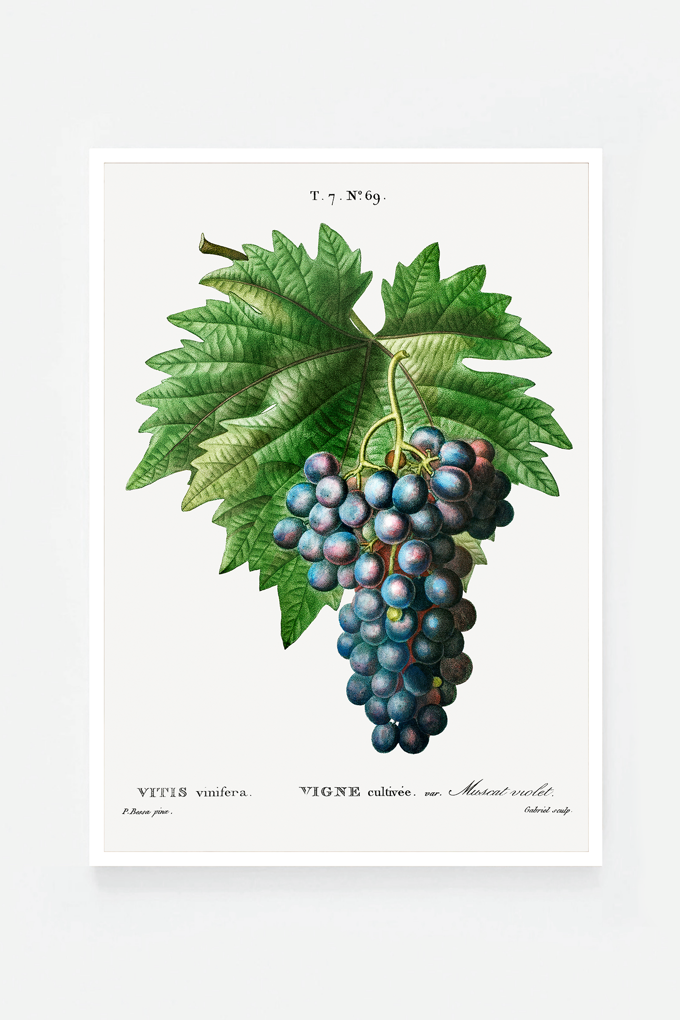 Grape II