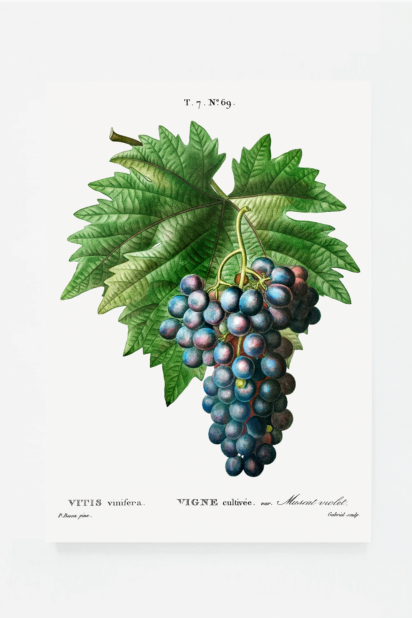 Grape II