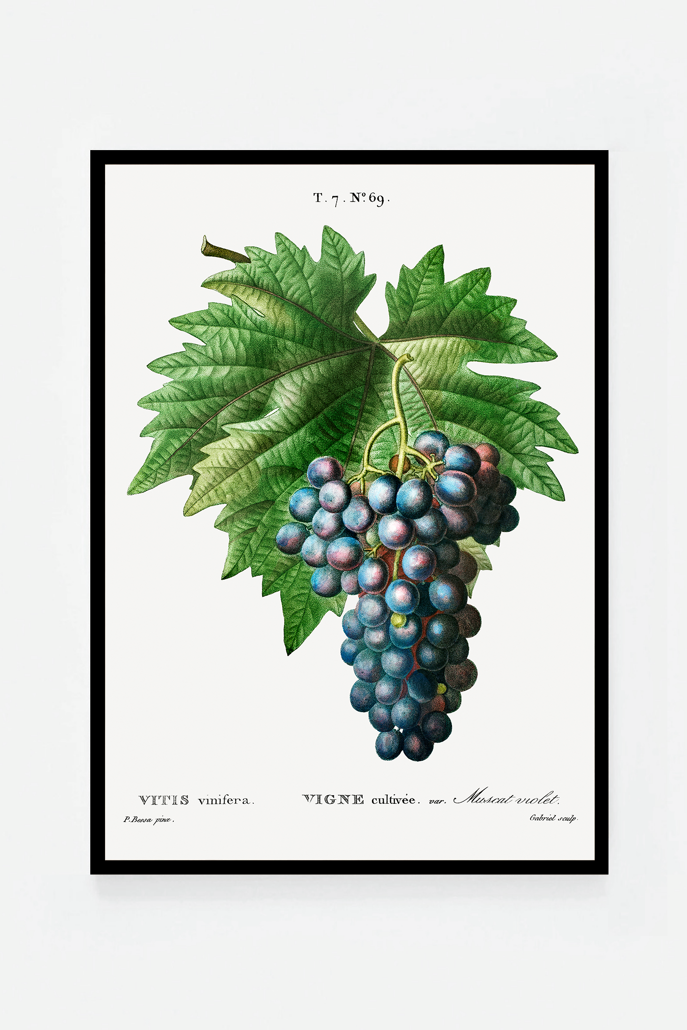 Grape II