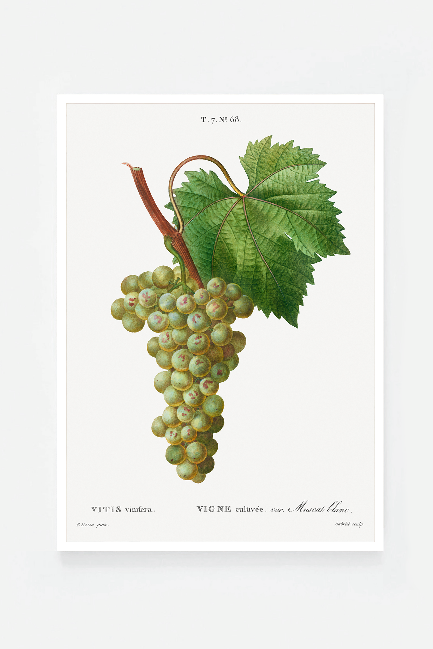 Grape