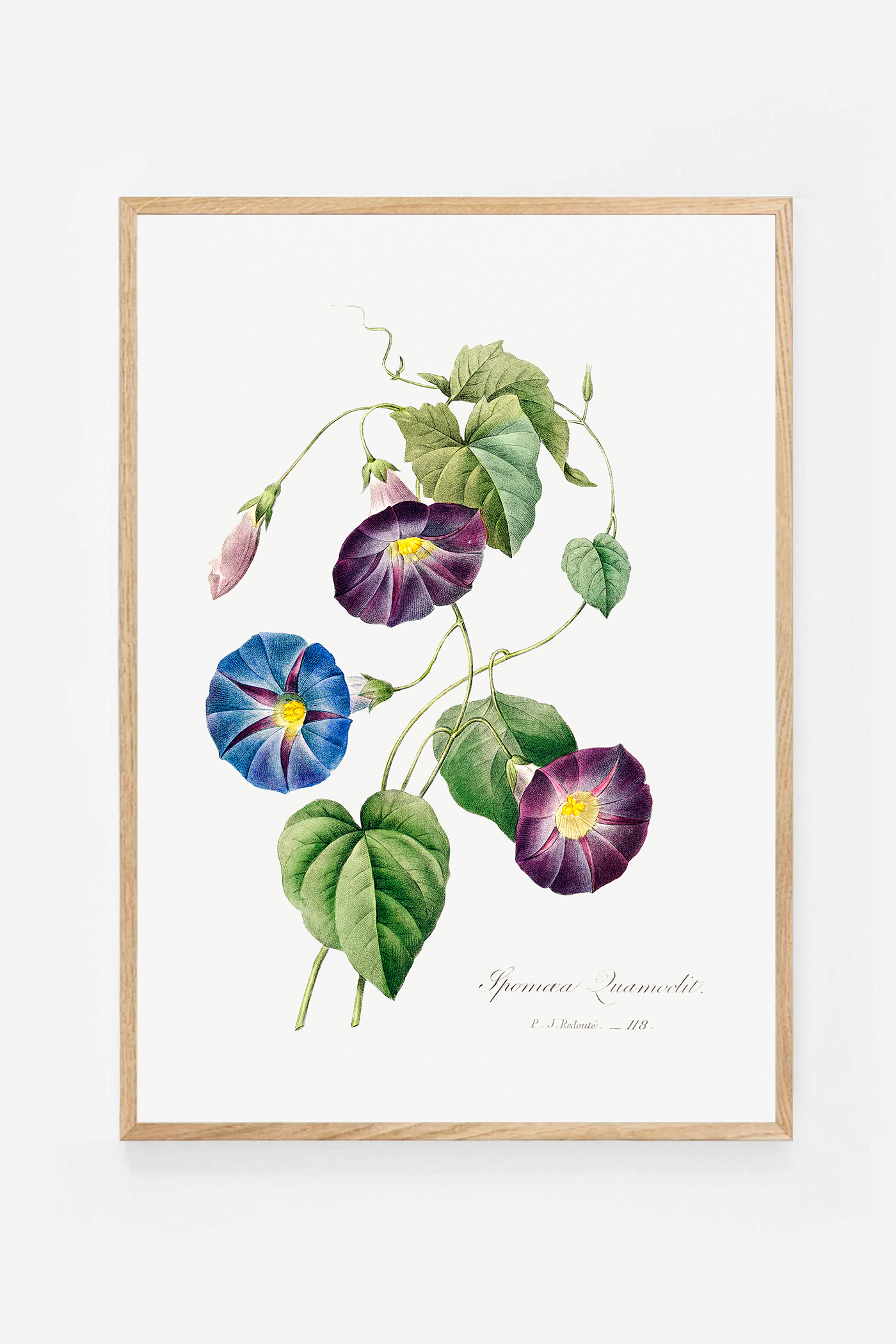 Morning glory