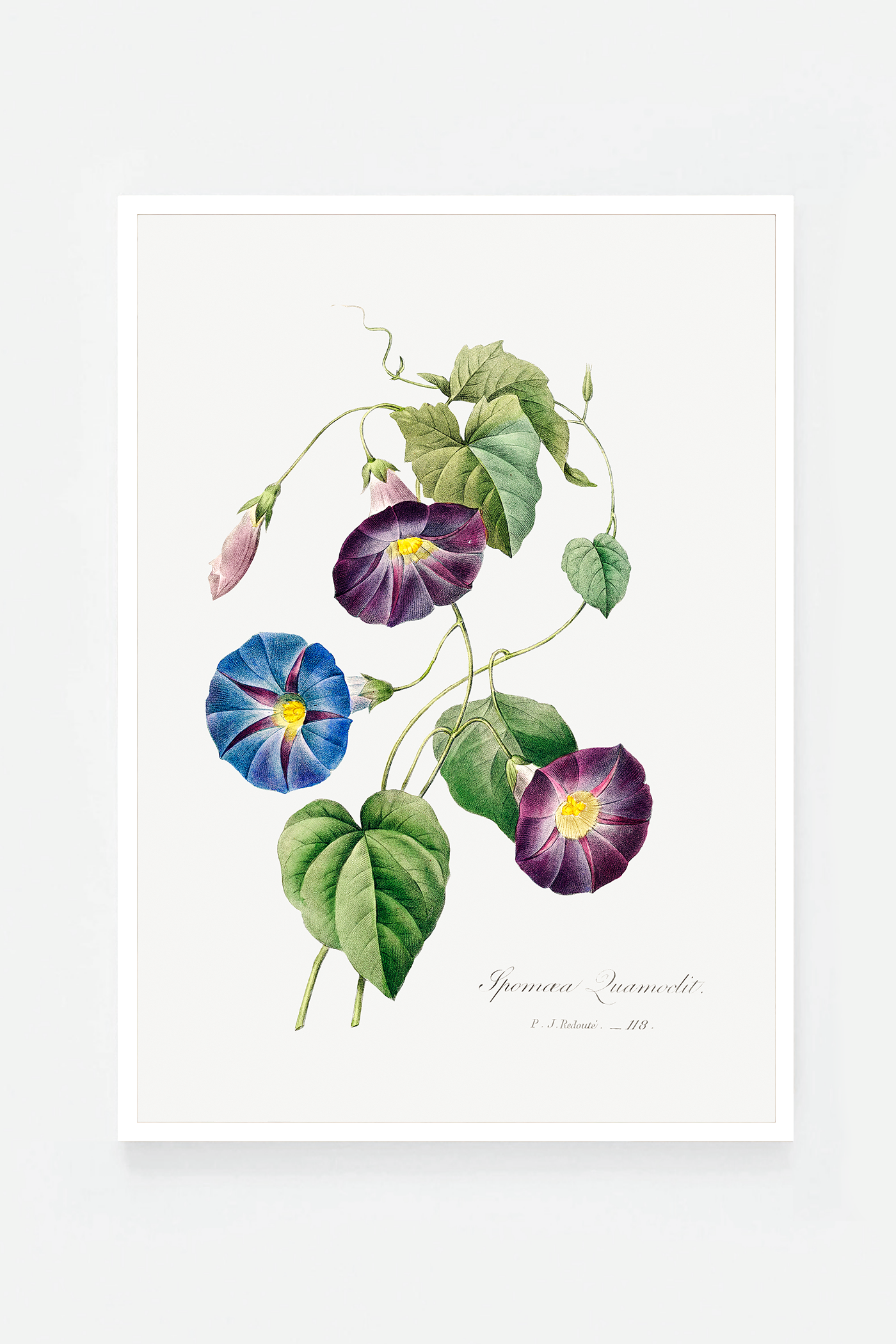 Morning glory