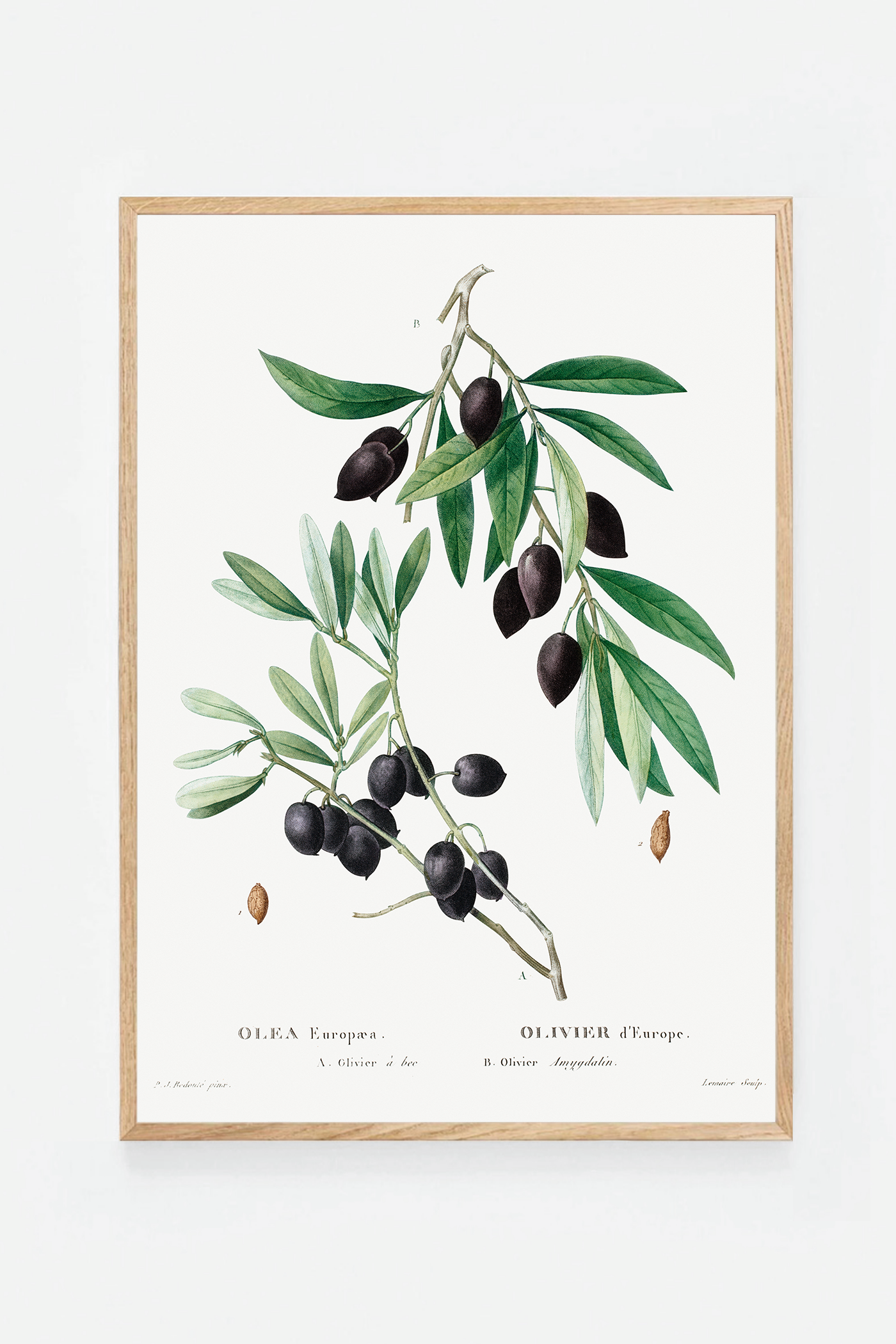 Olive