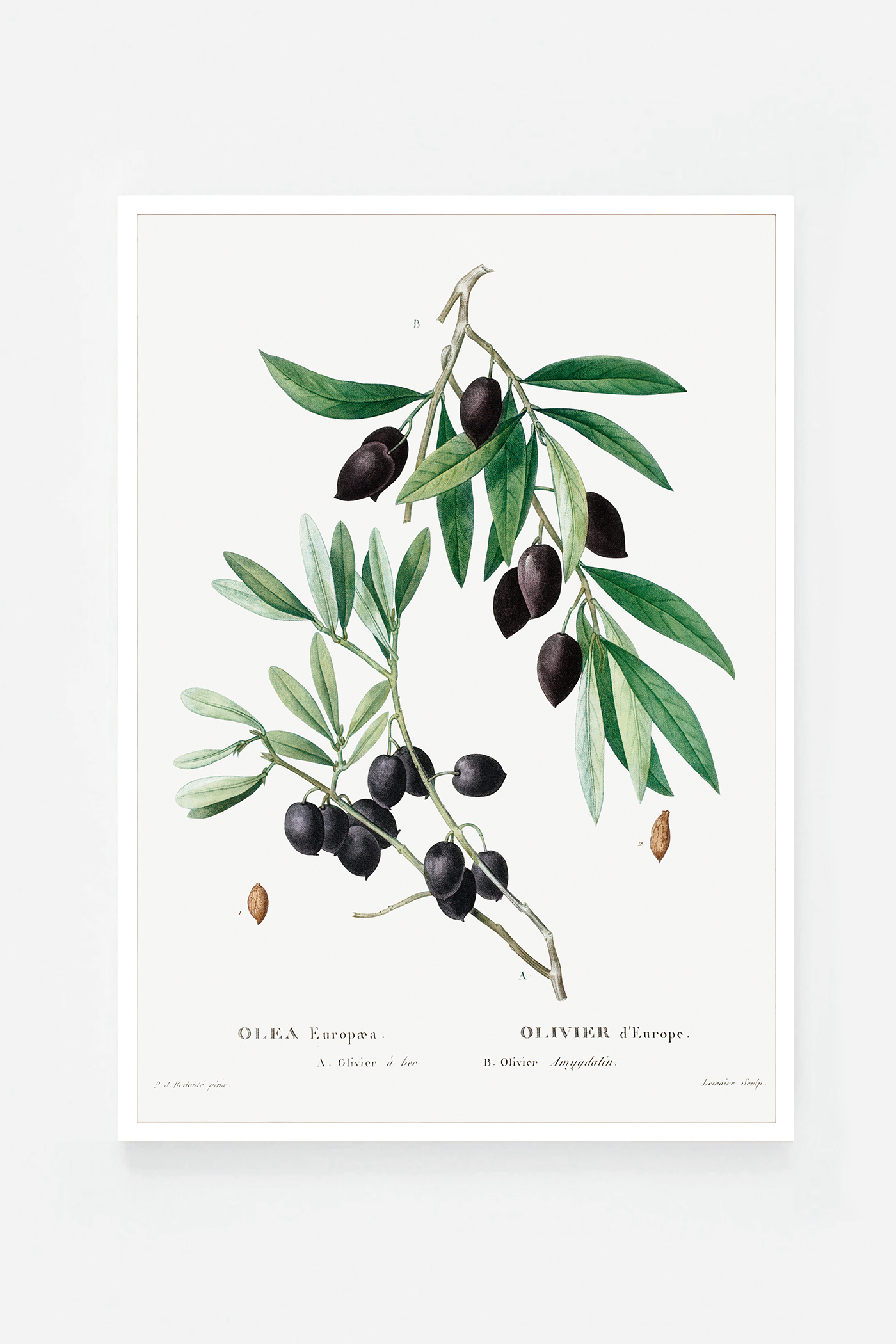 Olive