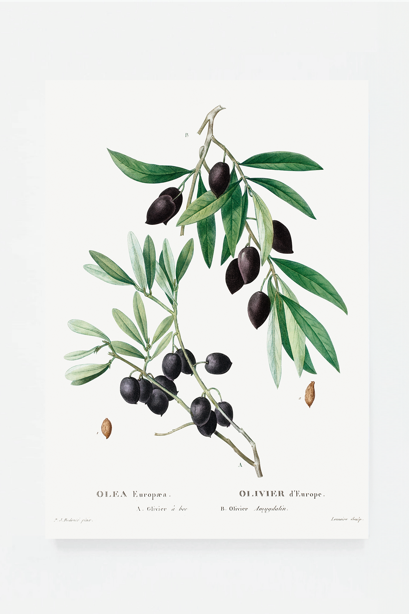 Olive