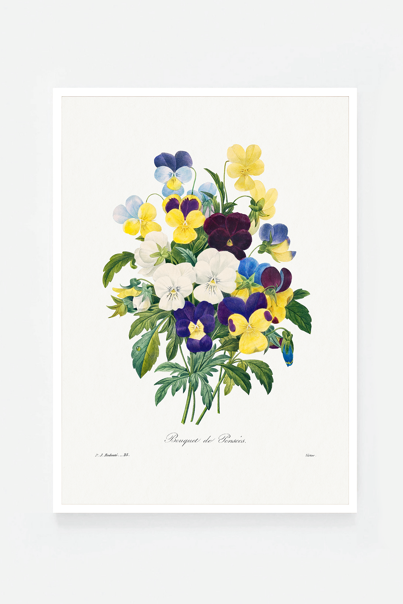 Pansies