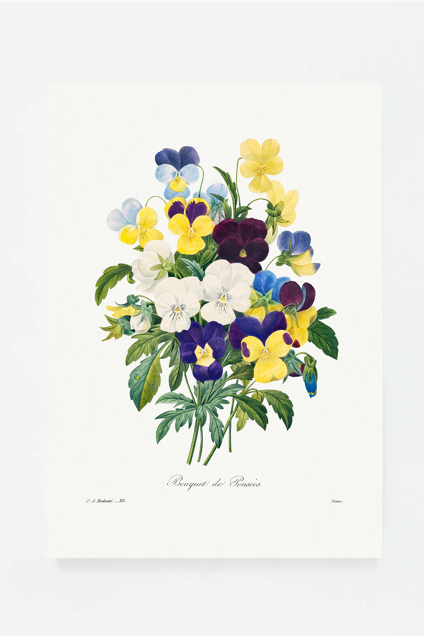 Pansies
