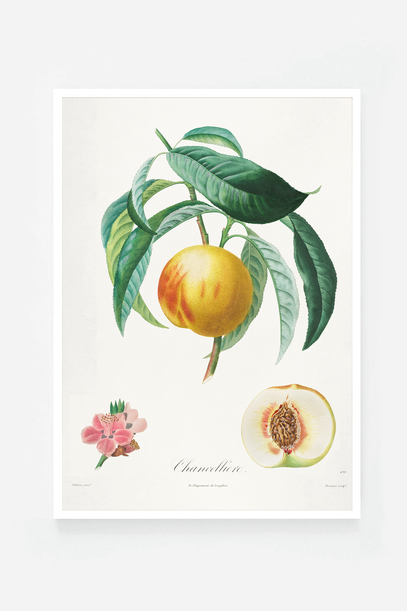 Peach II