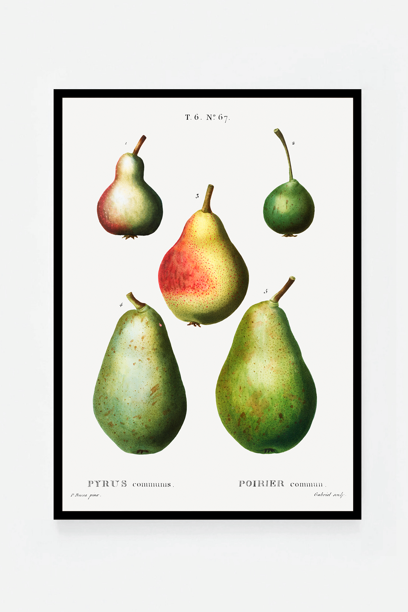 Pear