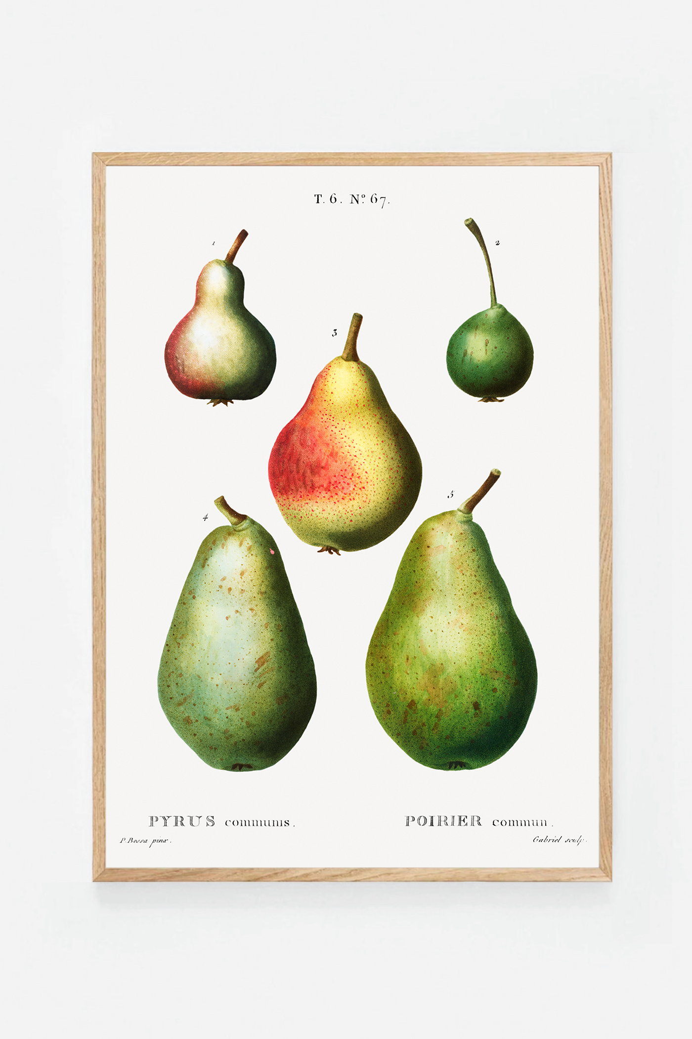 Pear II