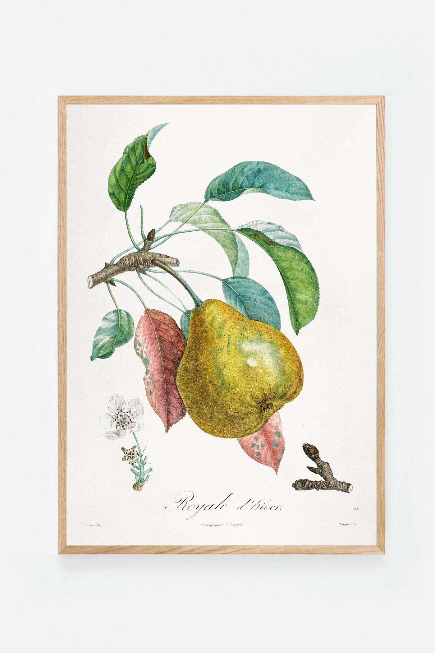 Pear III