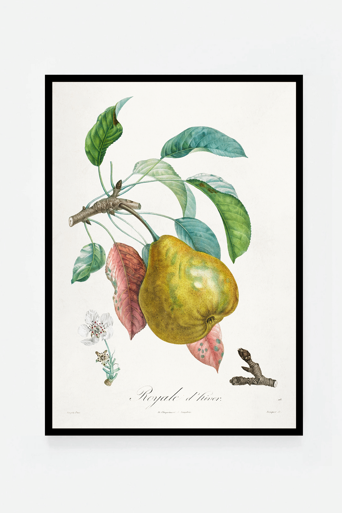 Pear III